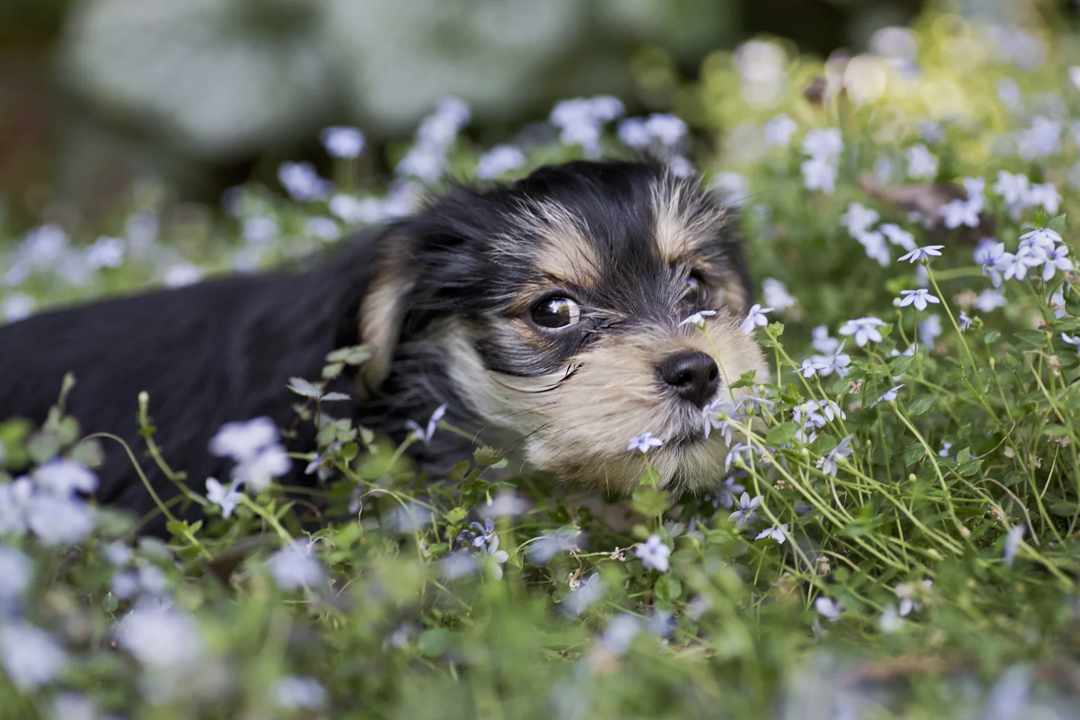 Maltese Pup