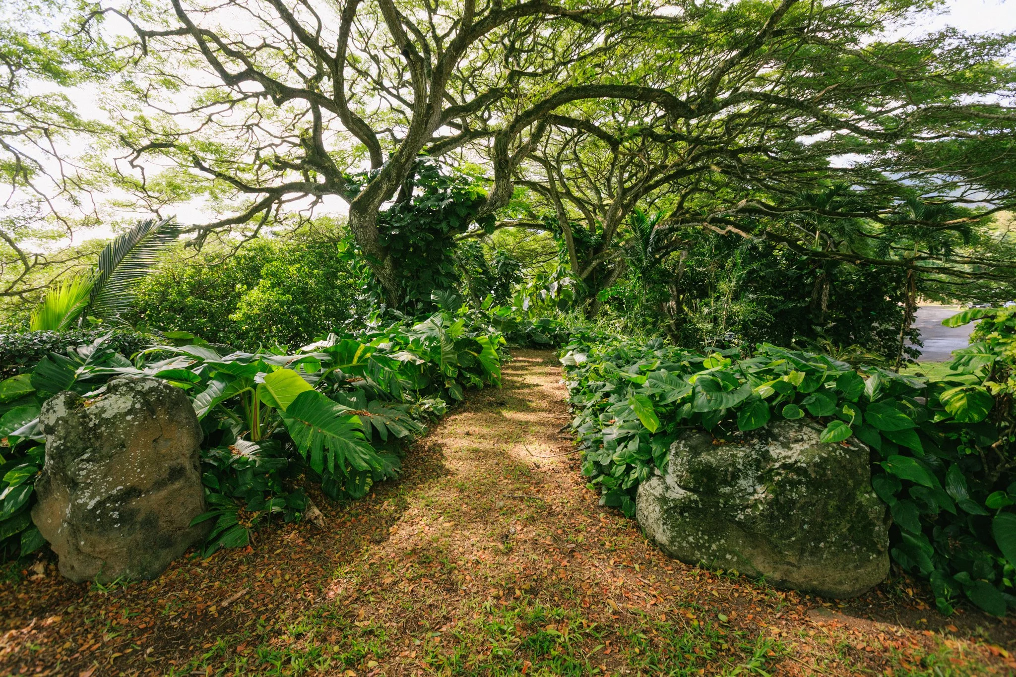 A lush, green garden pathway surrounded by tropical plants and trees with large rocks on either side.