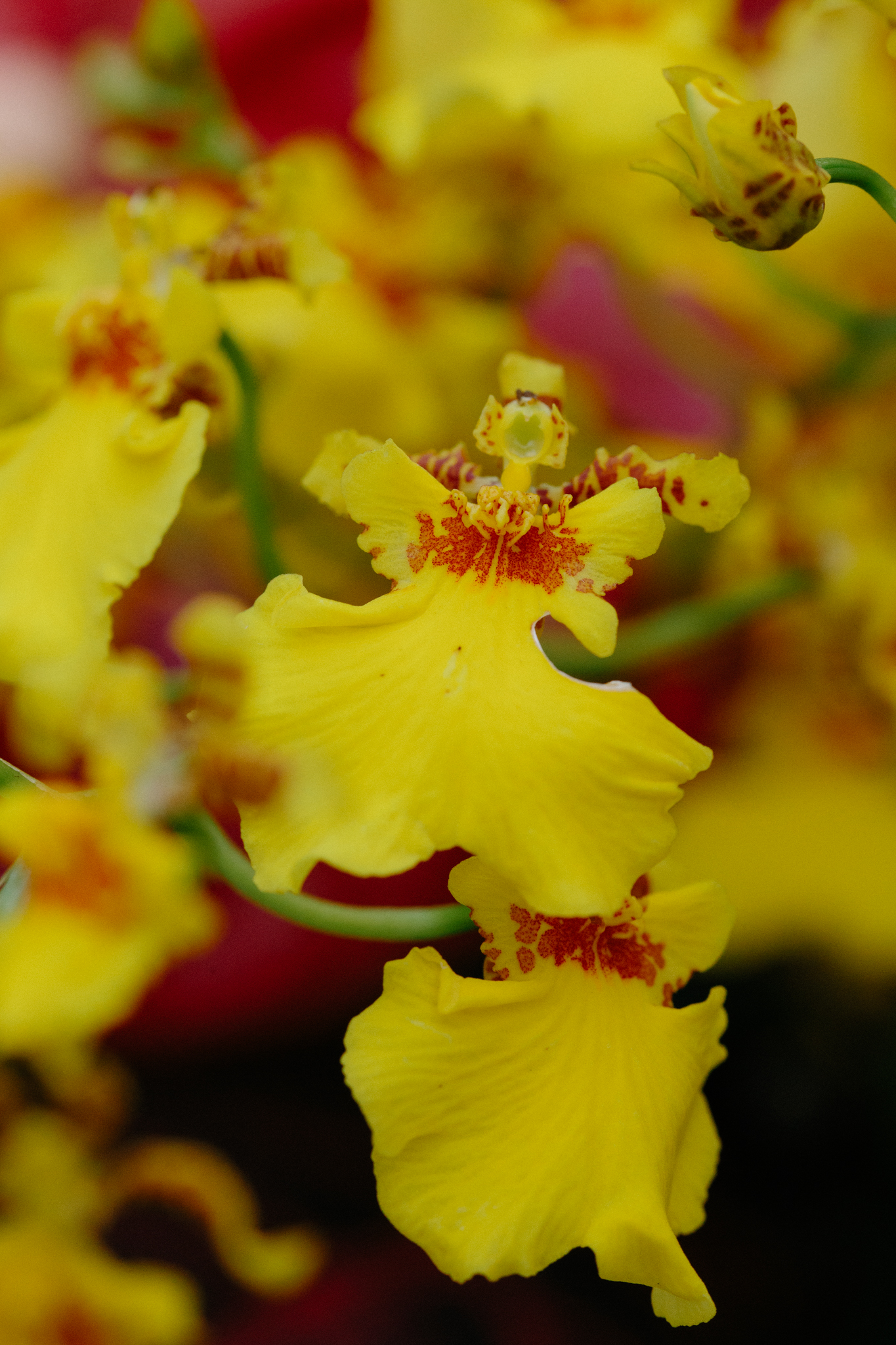 oahu_elopement_photographer-61.jpg