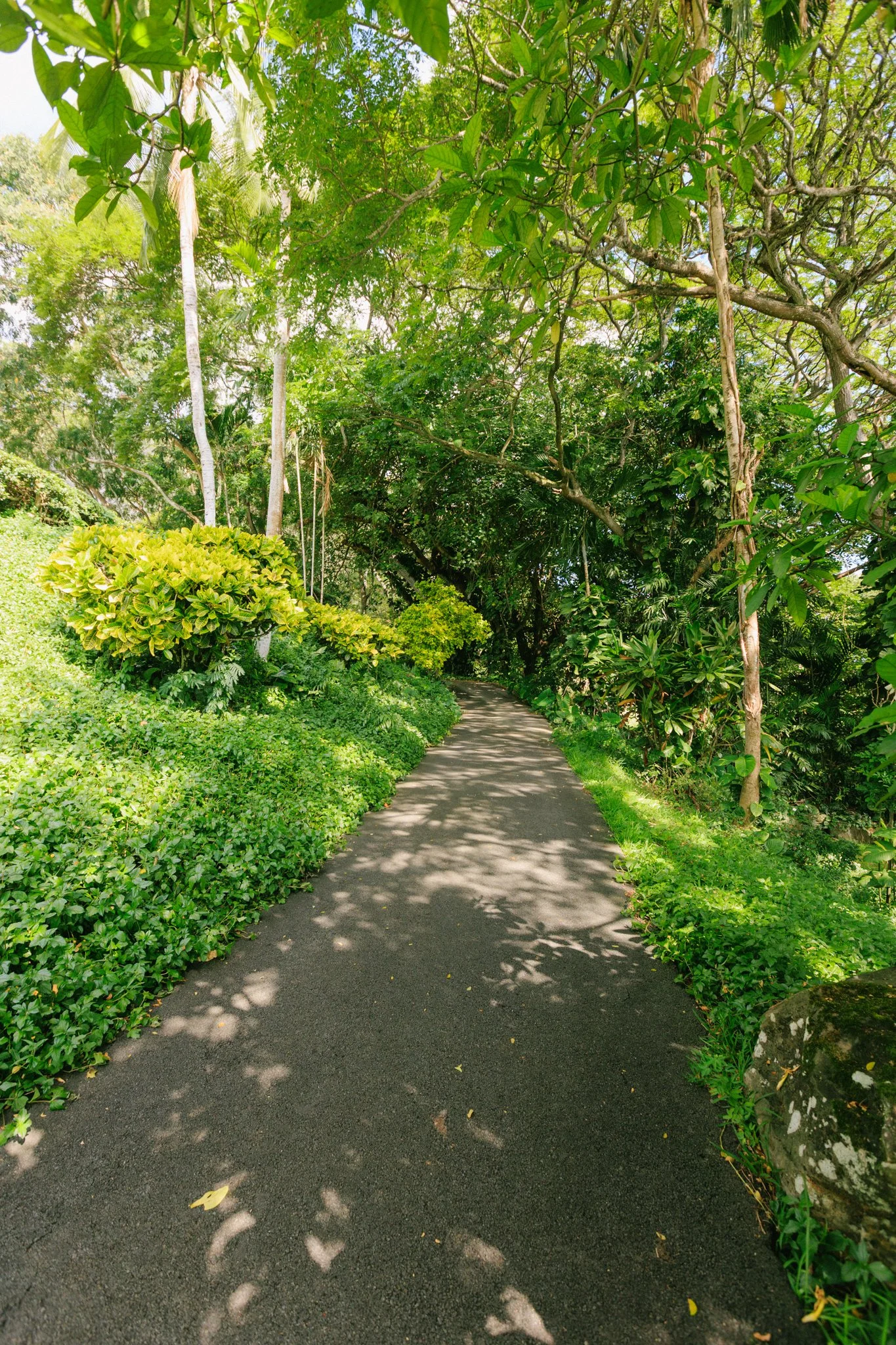 A narrow paved walking path winding through lush green trees and shrubs on a sunny day.