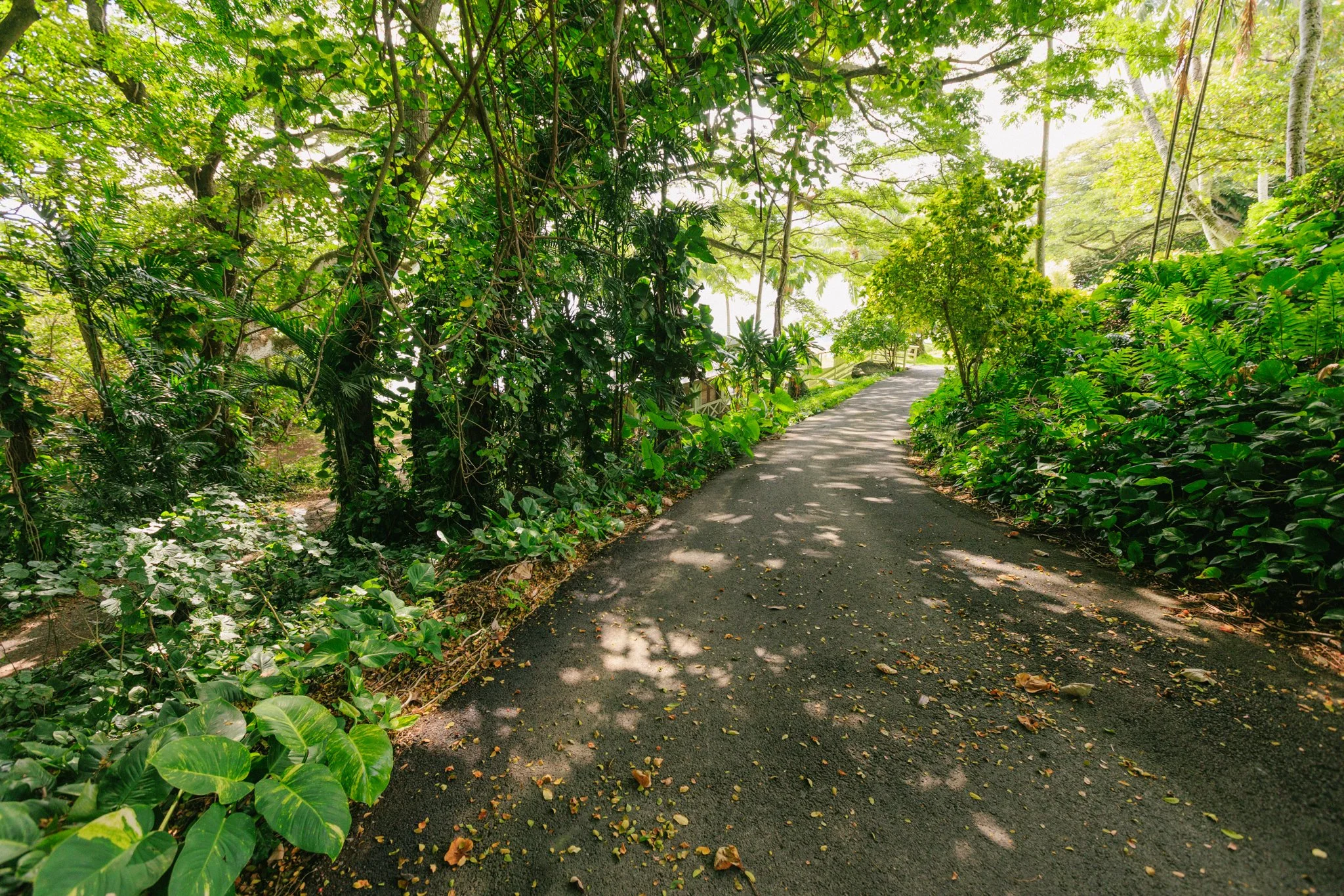 A paved pathway winding through lush green trees and plants in a sunny garden.