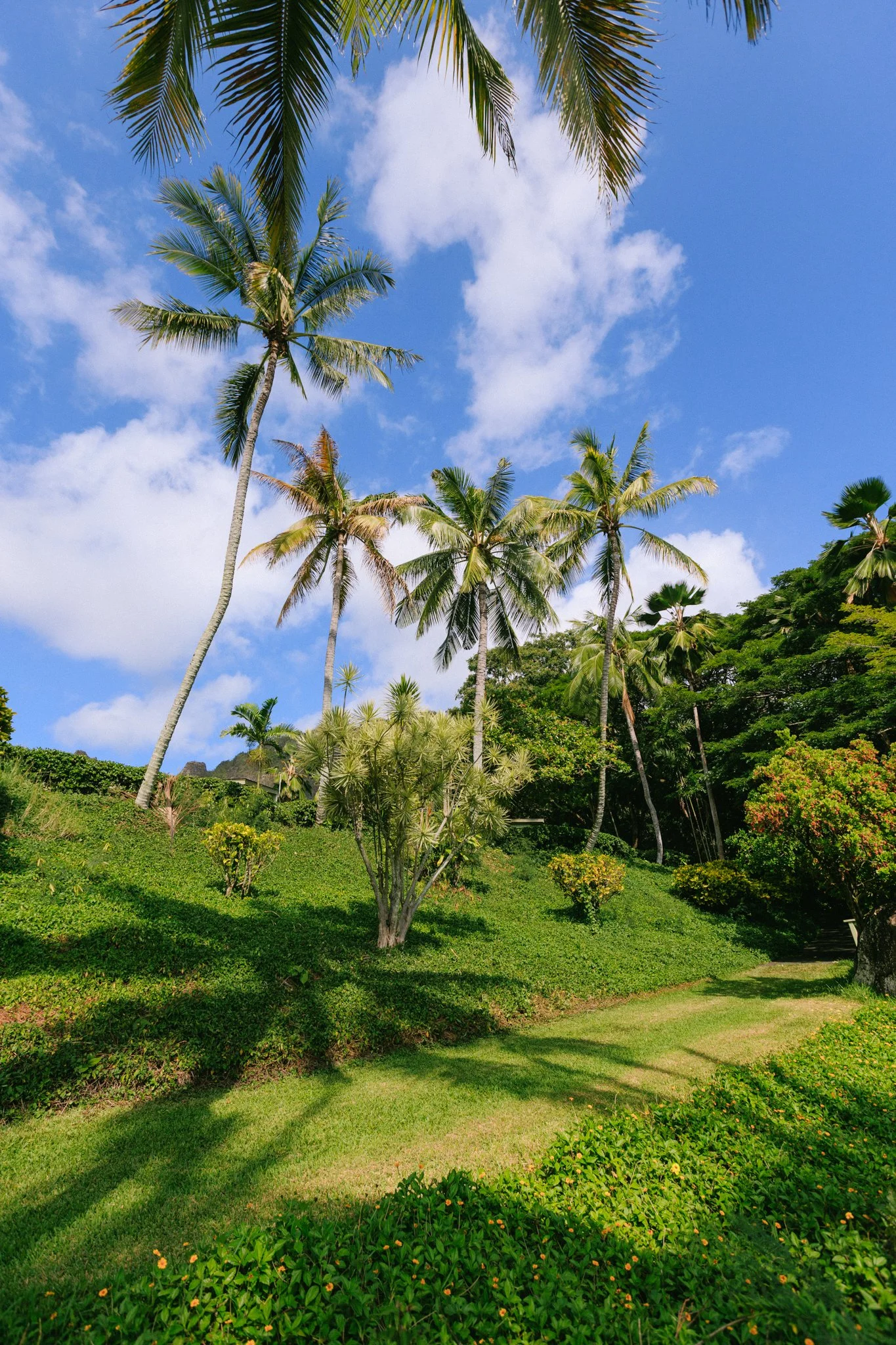 Tropical landscape with tall palm trees, lush green shrubbery, and a bright blue sky with white clouds.