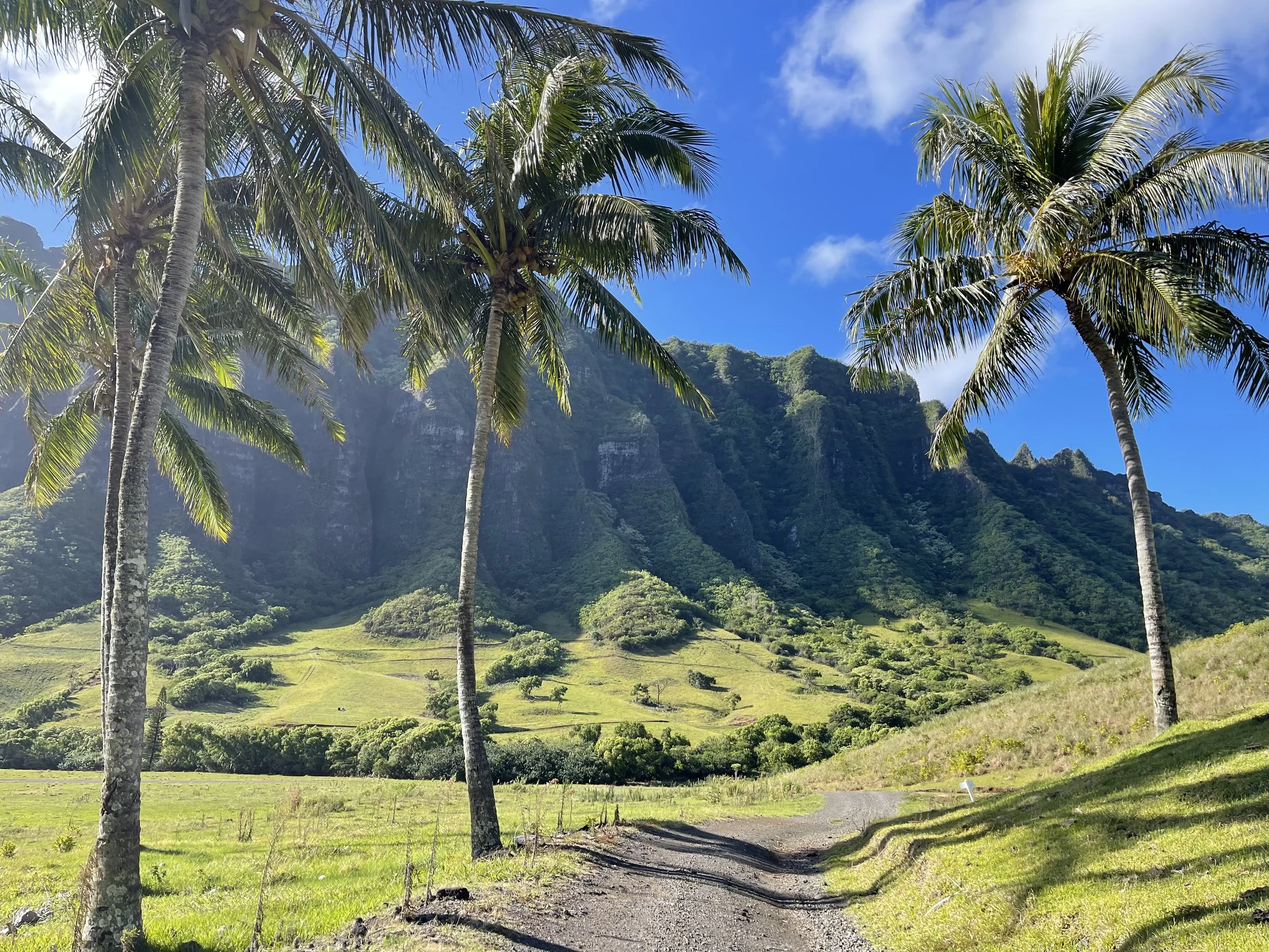 Tropical scenery with tall palm trees, a mountain covered in green vegetation, and a dirt path winding through a grassy field under a blue sky with some clouds.