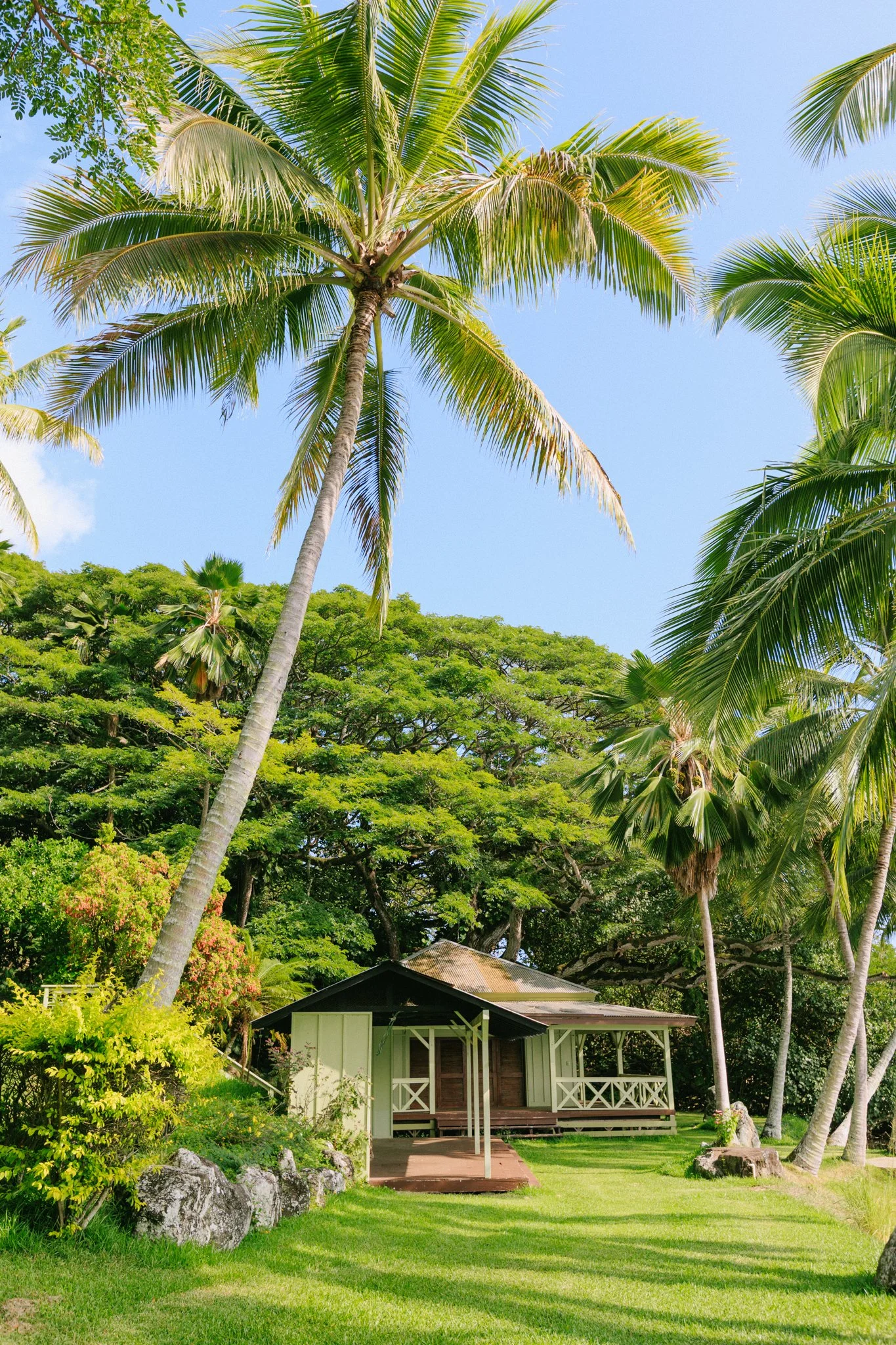 A tropical scene with tall palm trees, lush green foliage, and a small, cozy house with a porch surrounded by green grass.