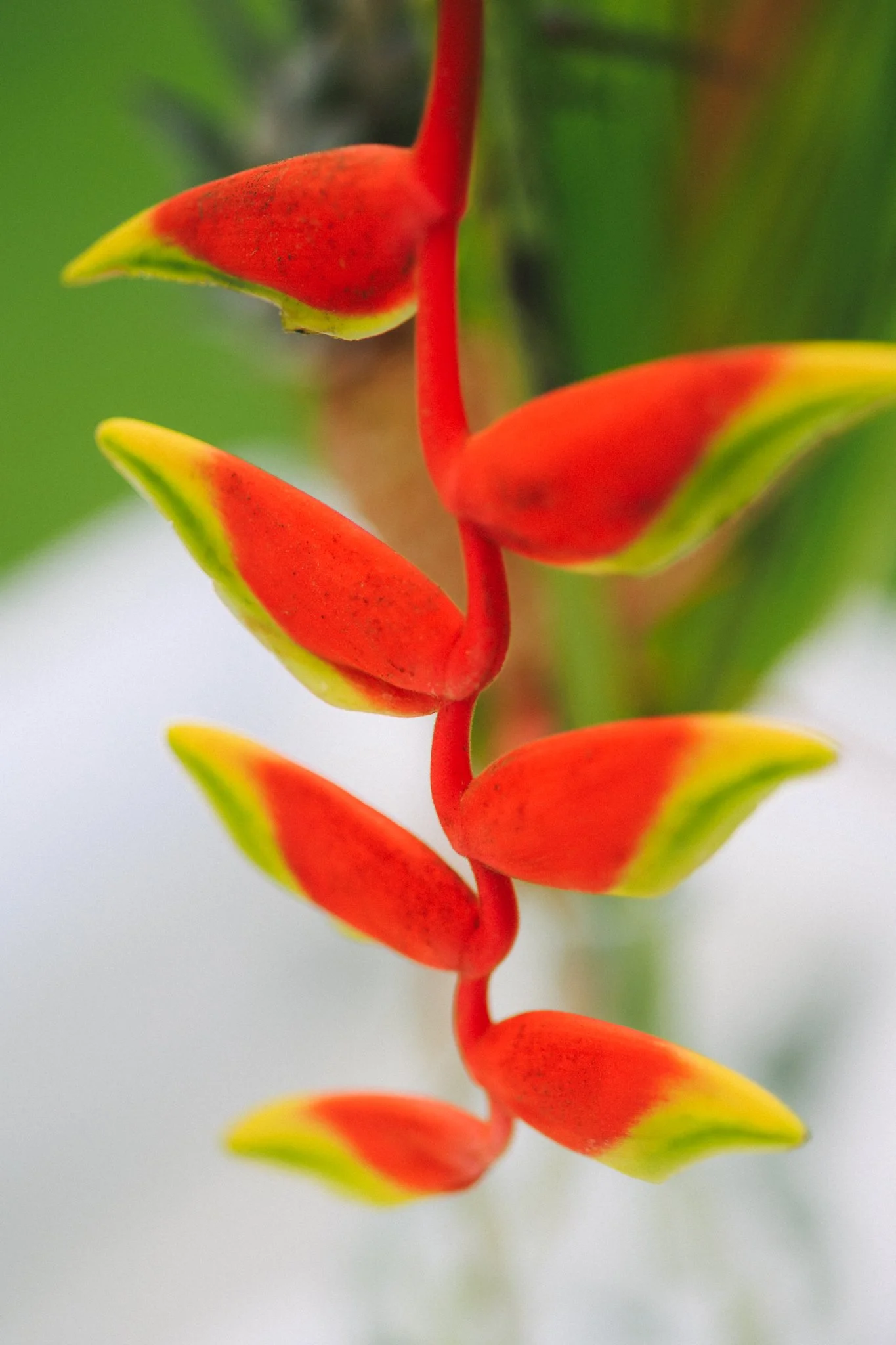 maleana-gardens-20.jpg