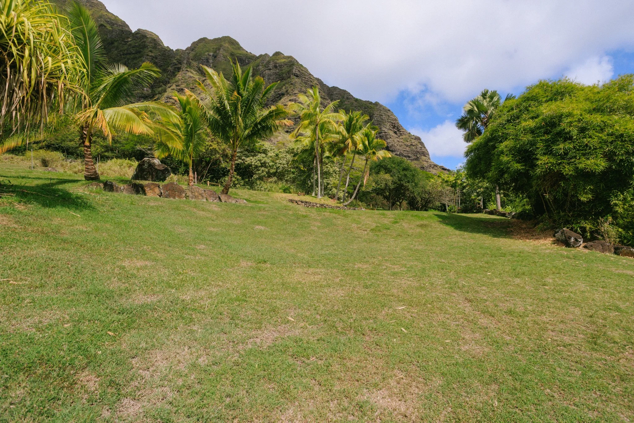 A lush green tropical landscape with palm trees, bushes, and a mountain in the background under a partly cloudy sky.