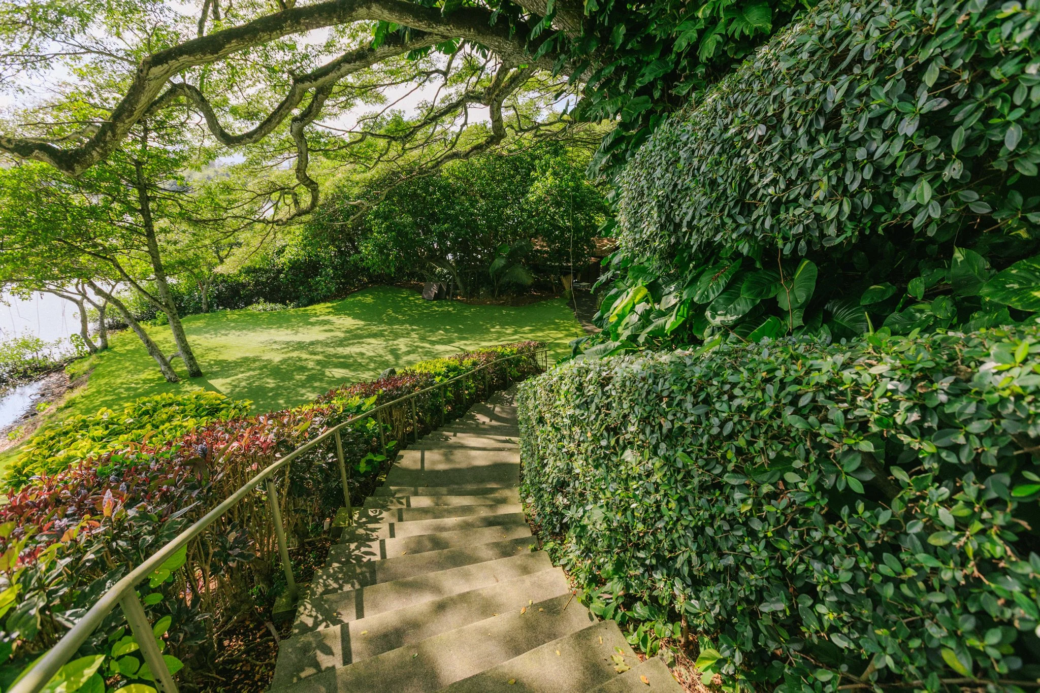A lush green garden with a concrete staircase leading down, surrounded by bushes and trees, near a body of water.