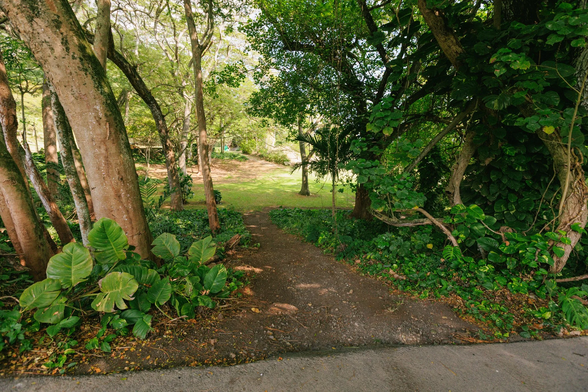A dirt path borders a large lush garden with tall trees, dense foliage, and green plants, leading into a sunlit clearing in the distance.