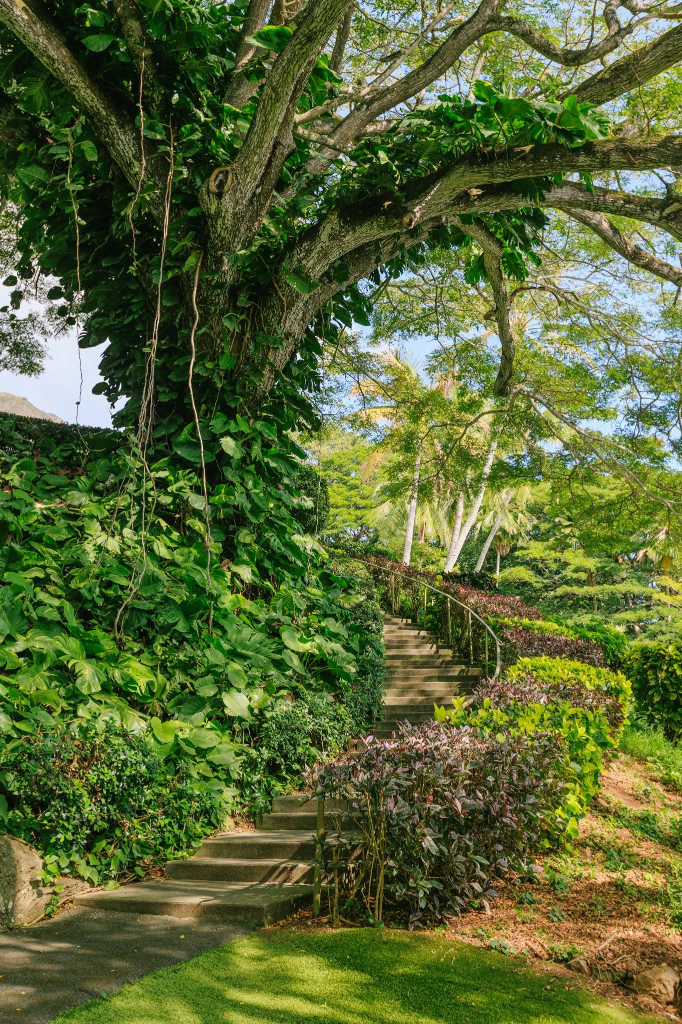 A stone staircase winding through lush green foliage and trees in a tropical garden.