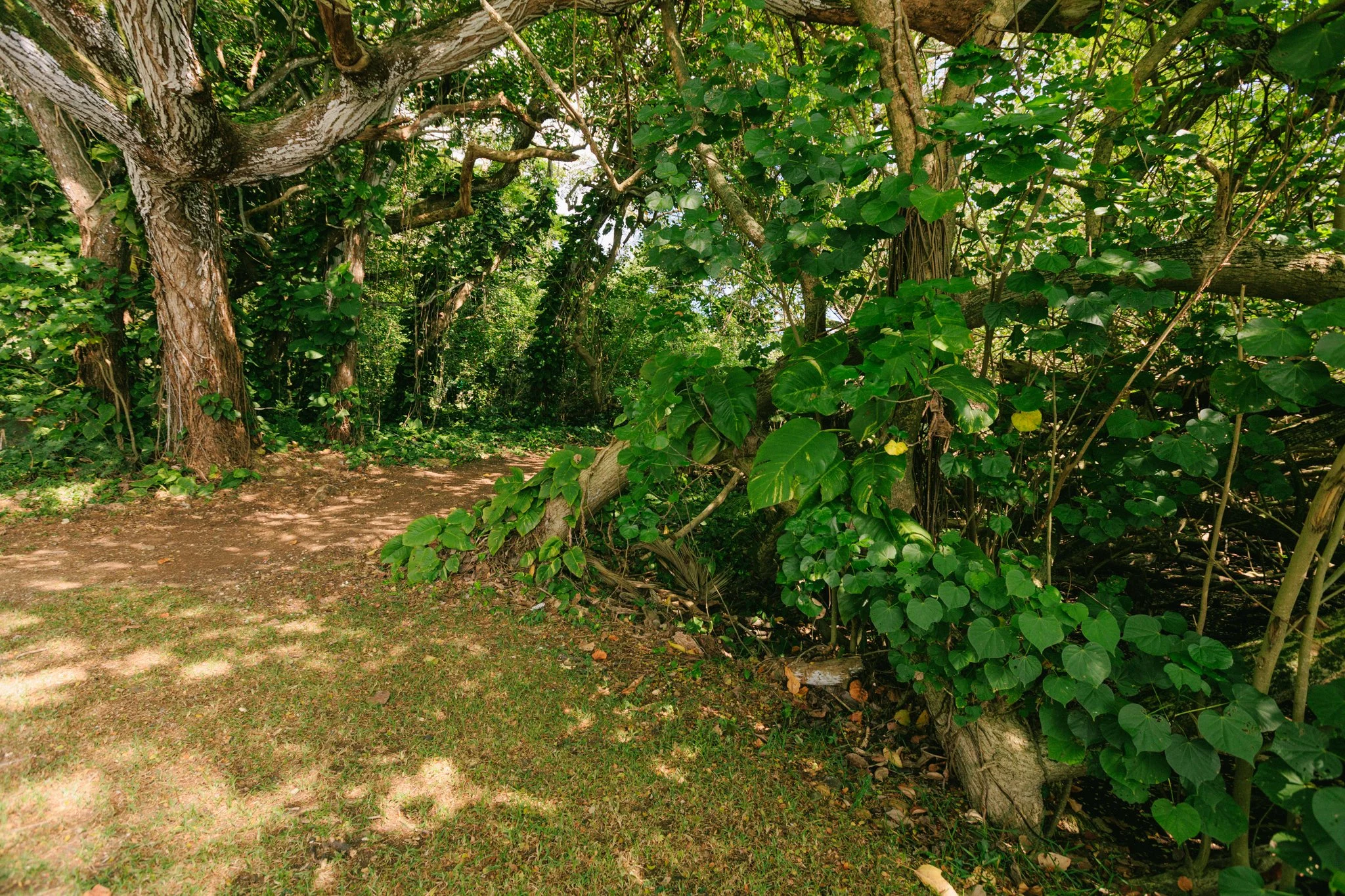 A shaded forest pathway with trees and green foliage along the ground and in the background.