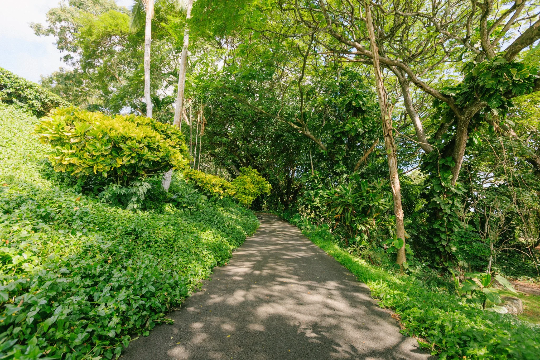 A narrow asphalt pathway winding through a lush green forest with dense trees and bushes on both sides, casting dappled shadows on the path.