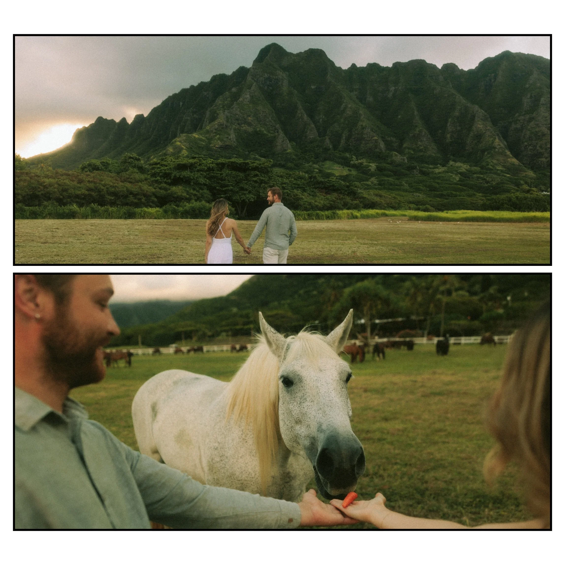 Couple walking beneath the Koʻolau mountains and feeding a horse during a cinematic Kualoa Regional Park couples session.