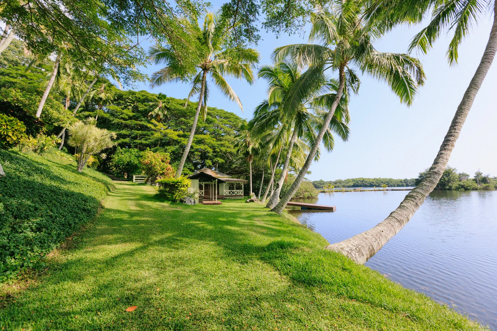 Lush tropical garden by a river with leaning palm trees and a small wooden pavilion.