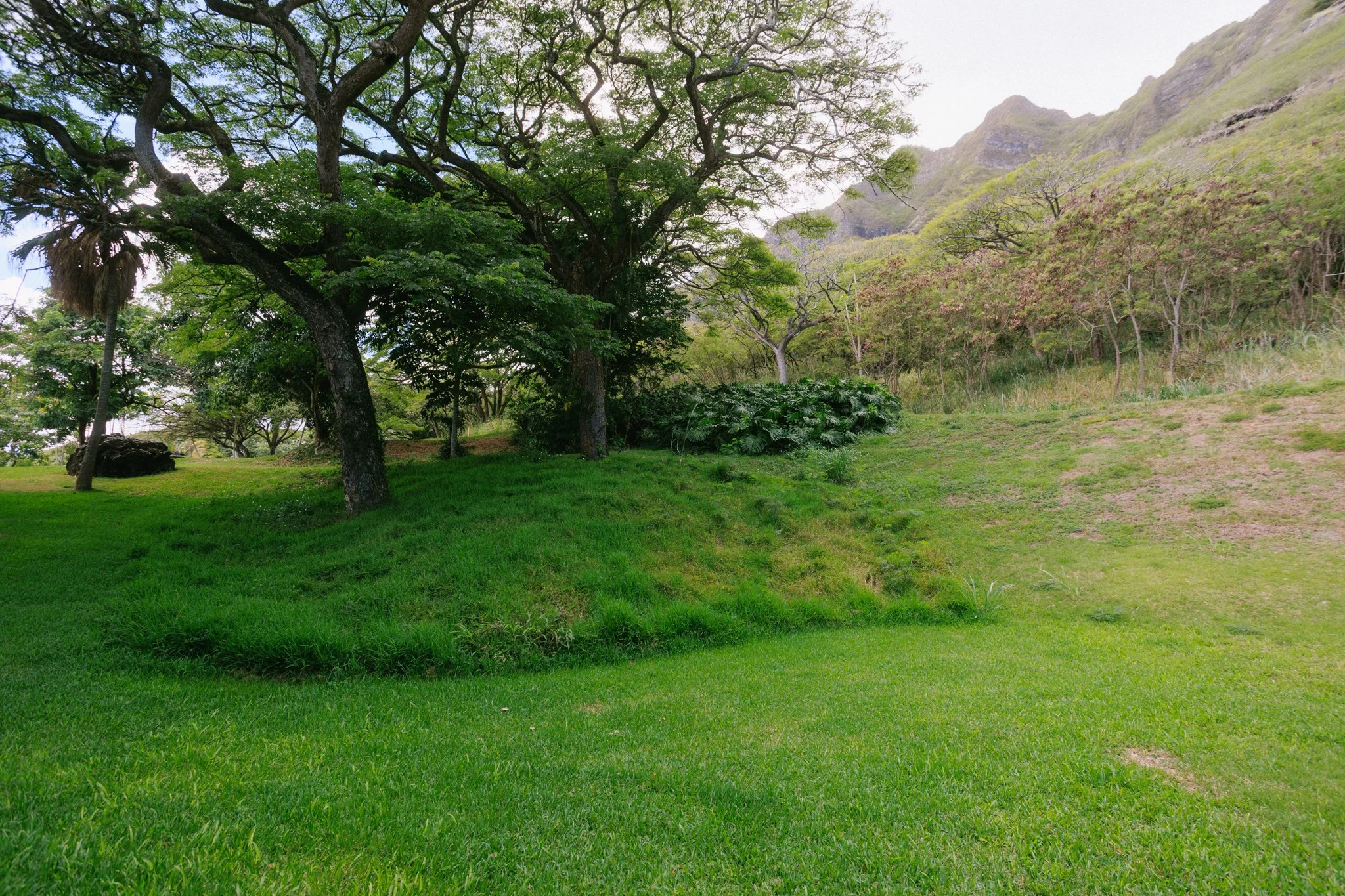 A lush green landscape with trees, grass, and mountains in the background.
