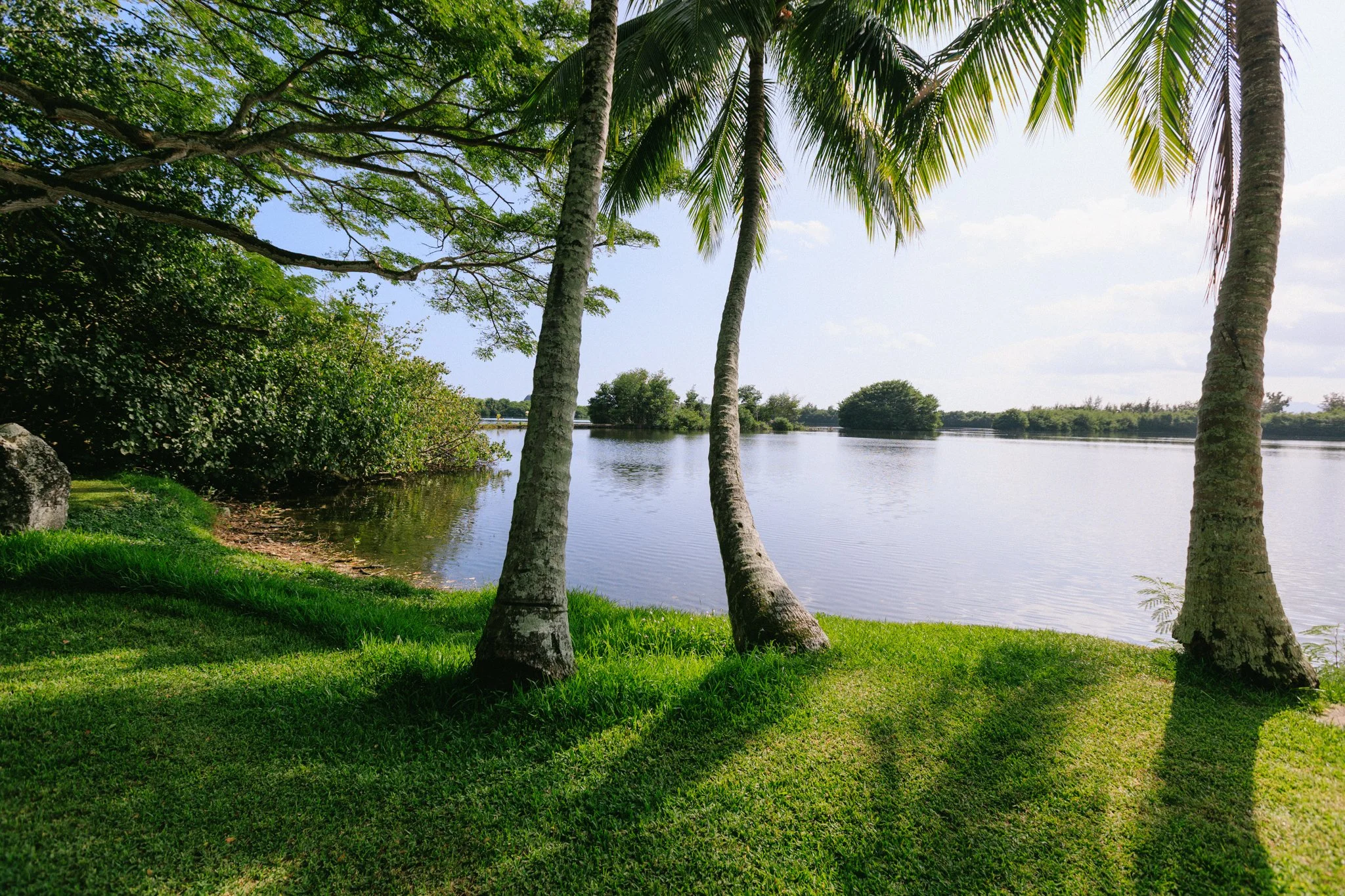 Tropical landscape with three palm trees on lush green grass, overlooking a calm body of water, with trees and blue sky in the background.