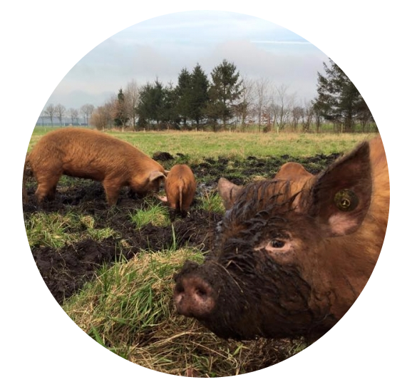 boeren in het bos.png