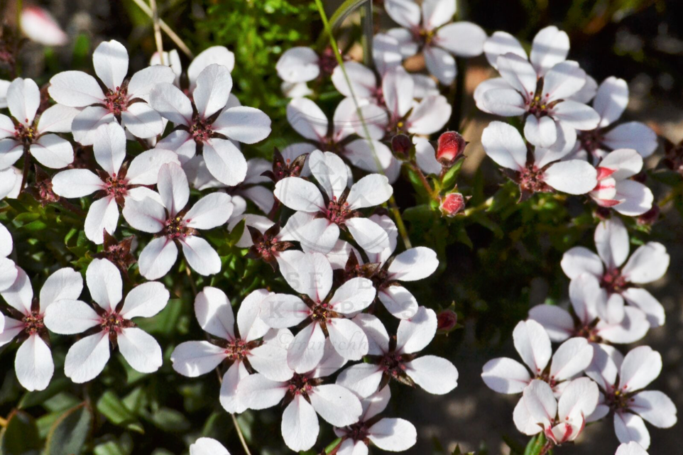 Adenandra marginata serphylacea