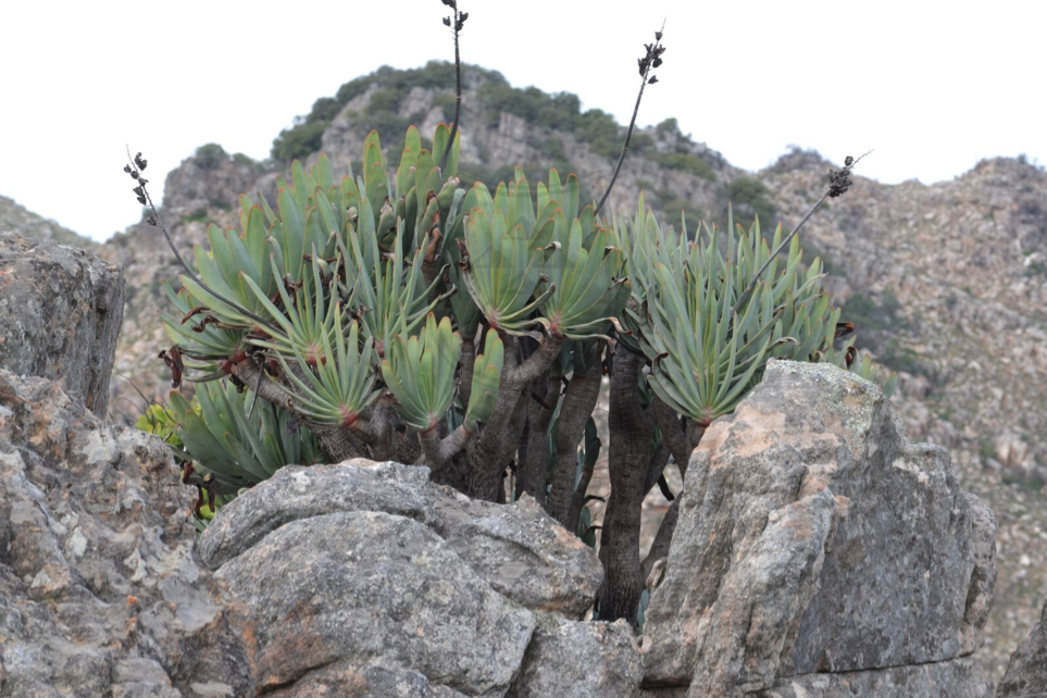 Aloe plicatilis