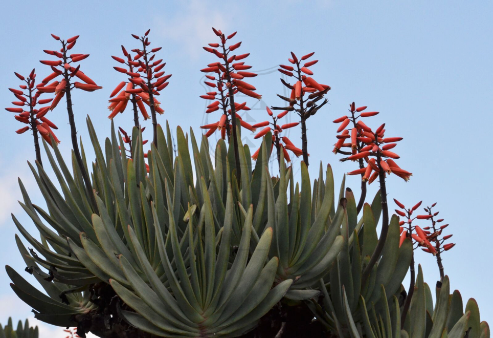 Aloe plicatilis