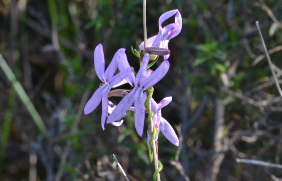 Cyphia volubilis