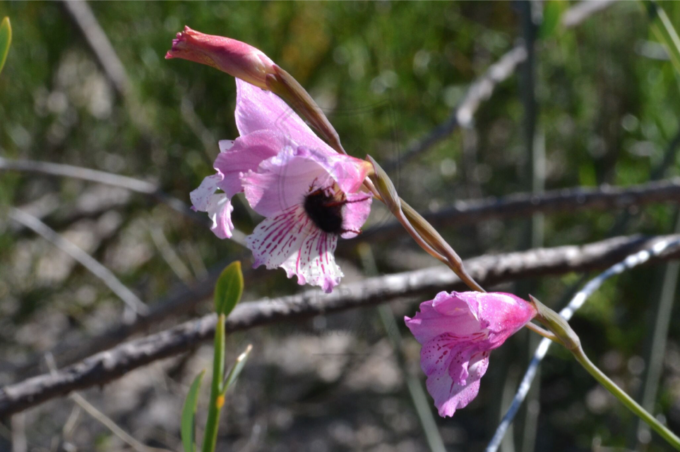 Gladiolus hirsutus