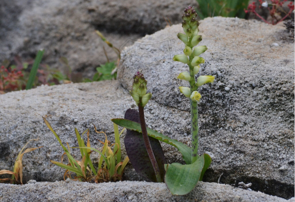 Lachenalia orchioides