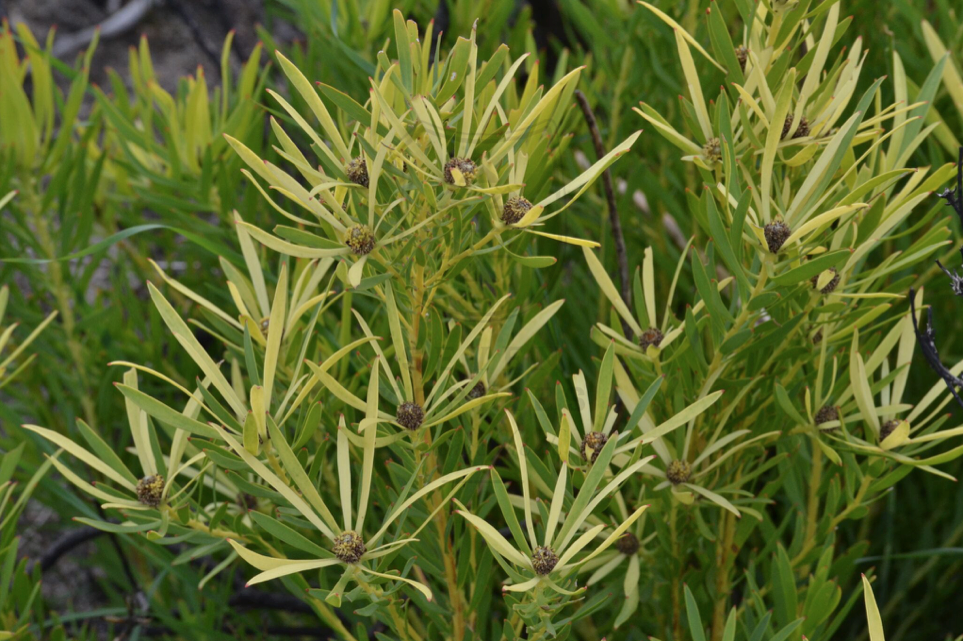 leucadendron salignum male