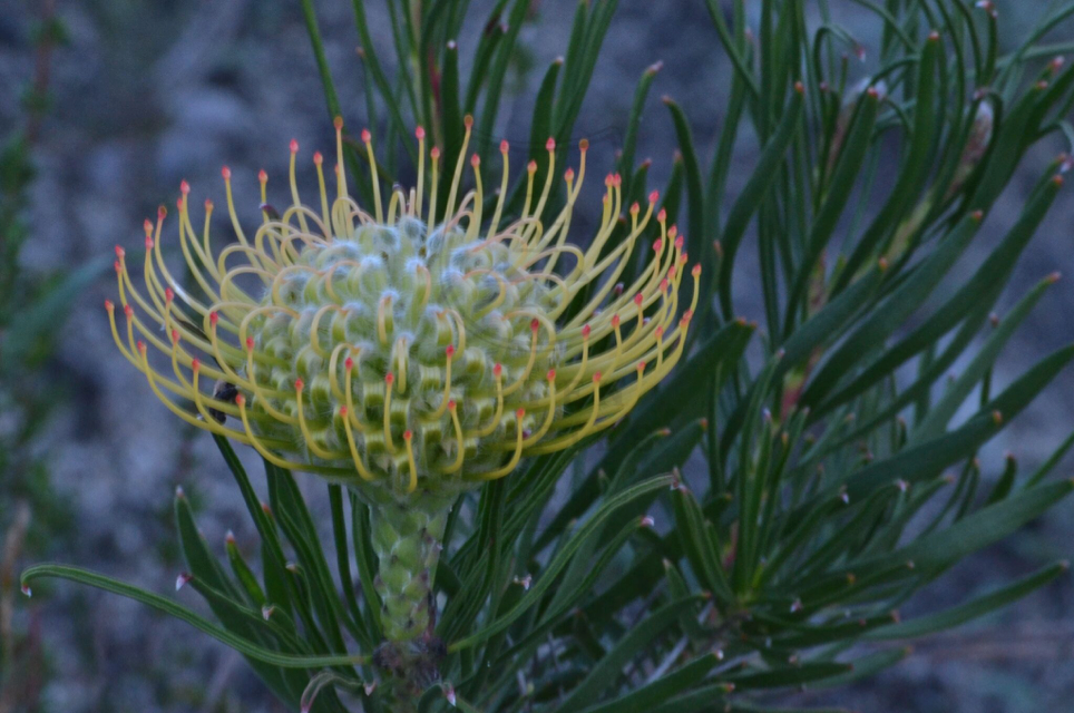 Leucospermum lineara