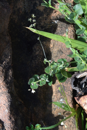 Melaspherula ramosa