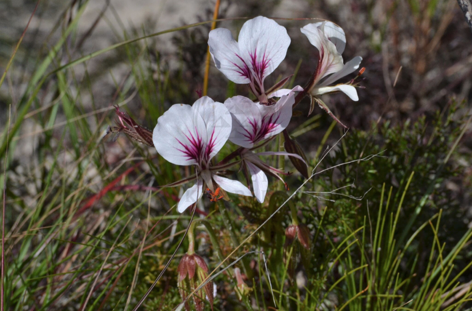 Pelargonium longicaule