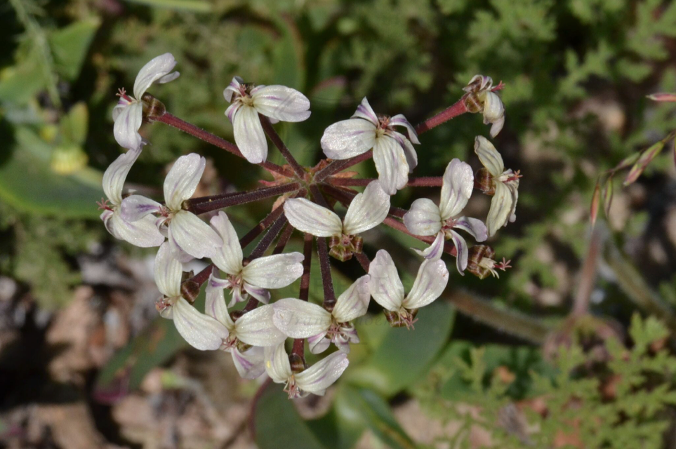 Pelargonium triste
