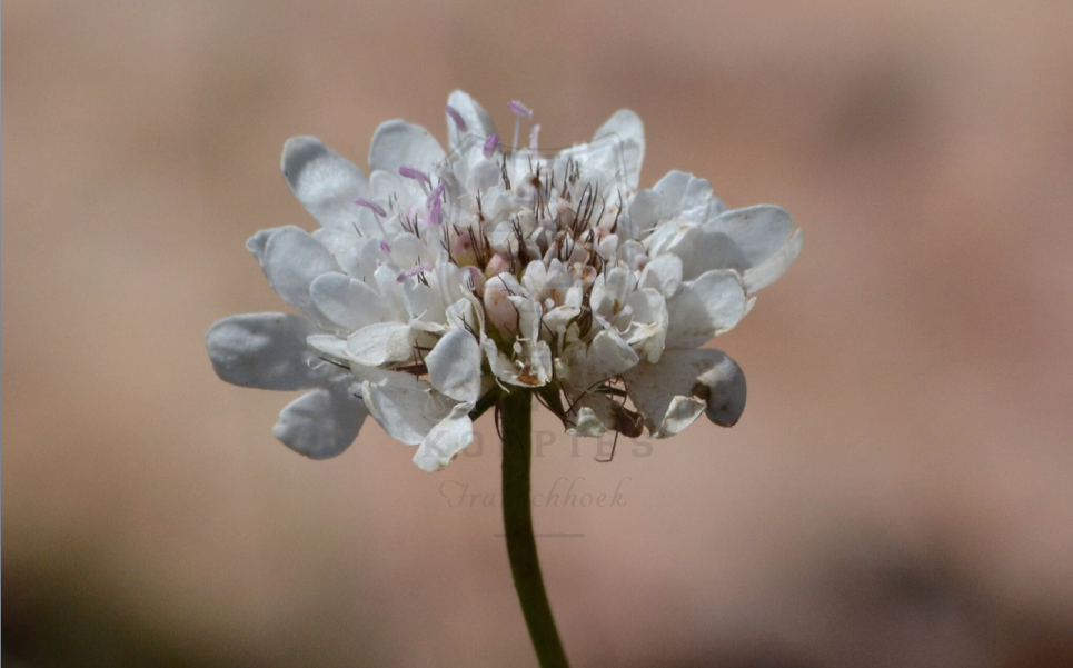 Scabiosa columbaria