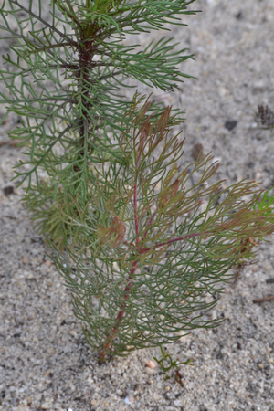 Serruria seedling
