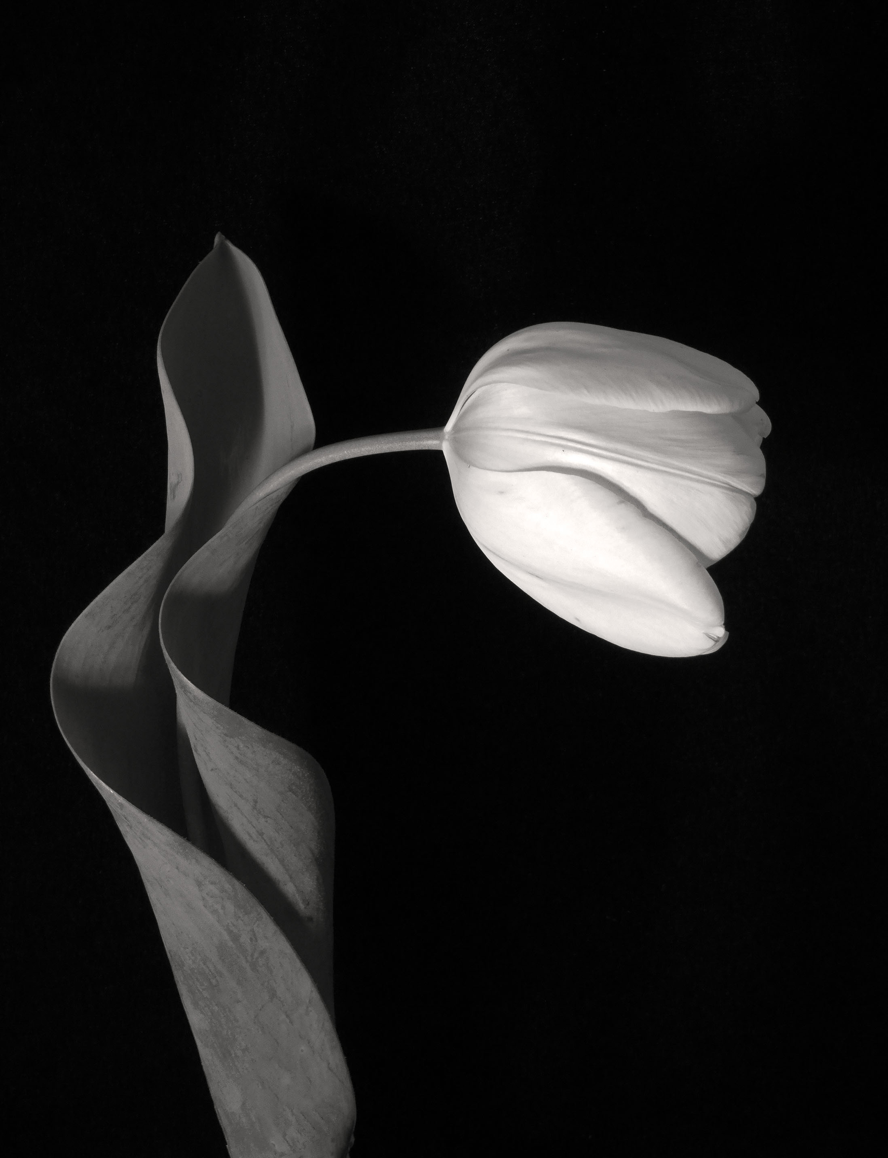 Carol-Lawrence_drooping-soft-tulip-warmer.jpg