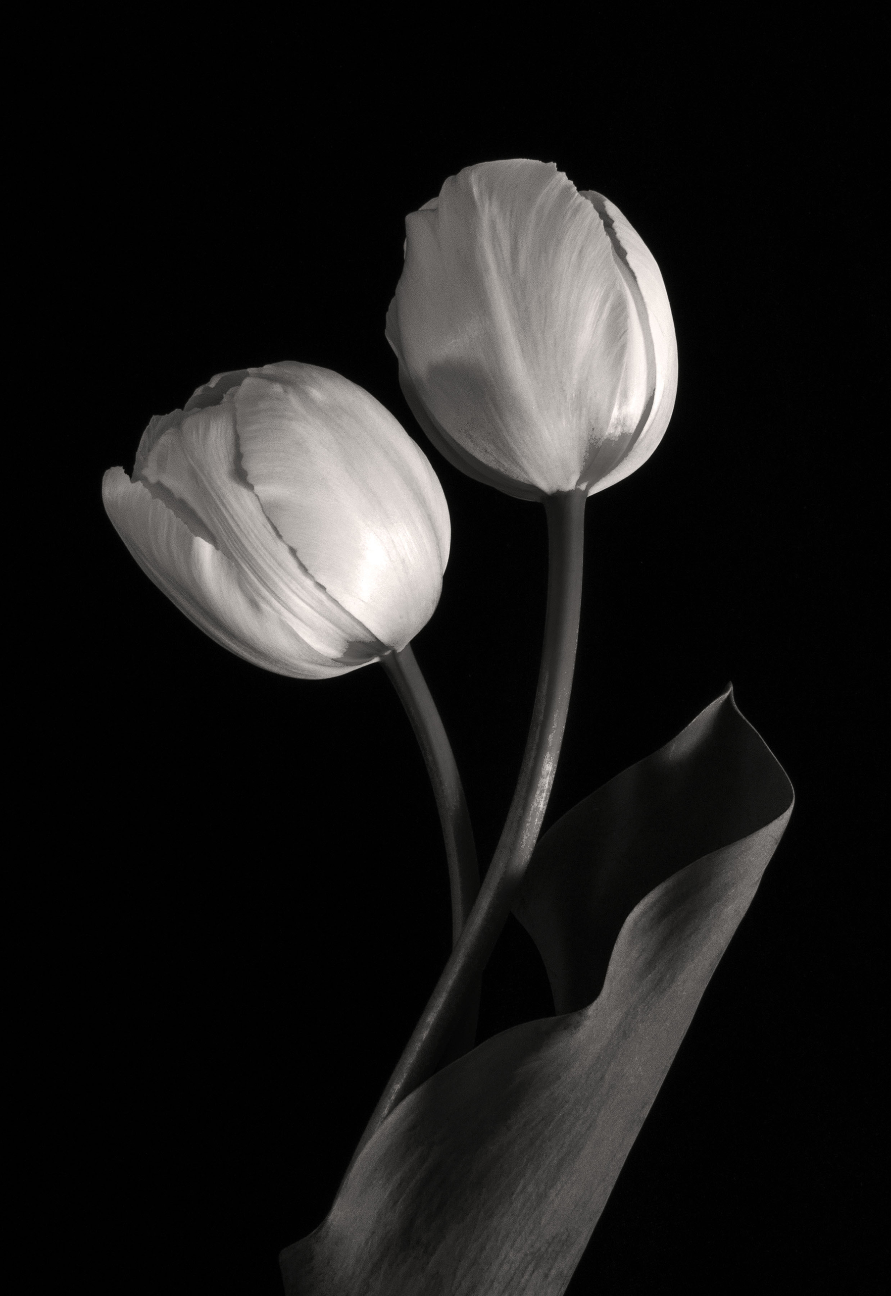 Carol-Lawrence_two-tulips-with-dark-leaf-warmer.jpg