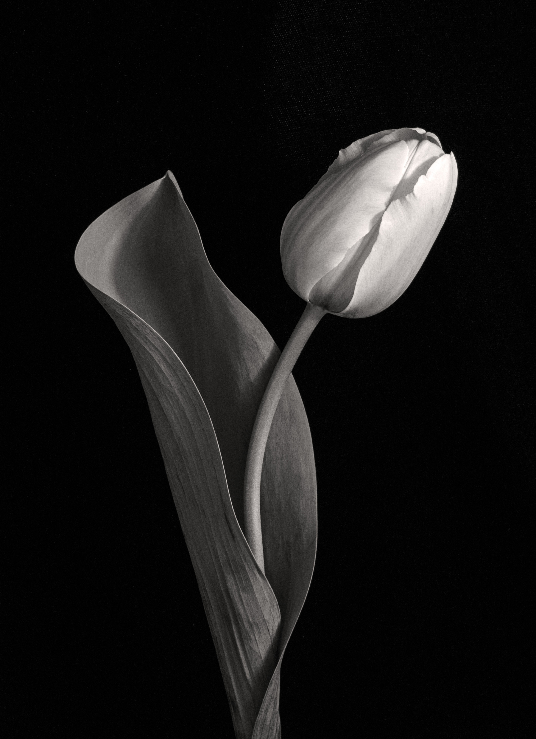 Carol-Lawrence_tulip-with-big-curve-warmer.jpg