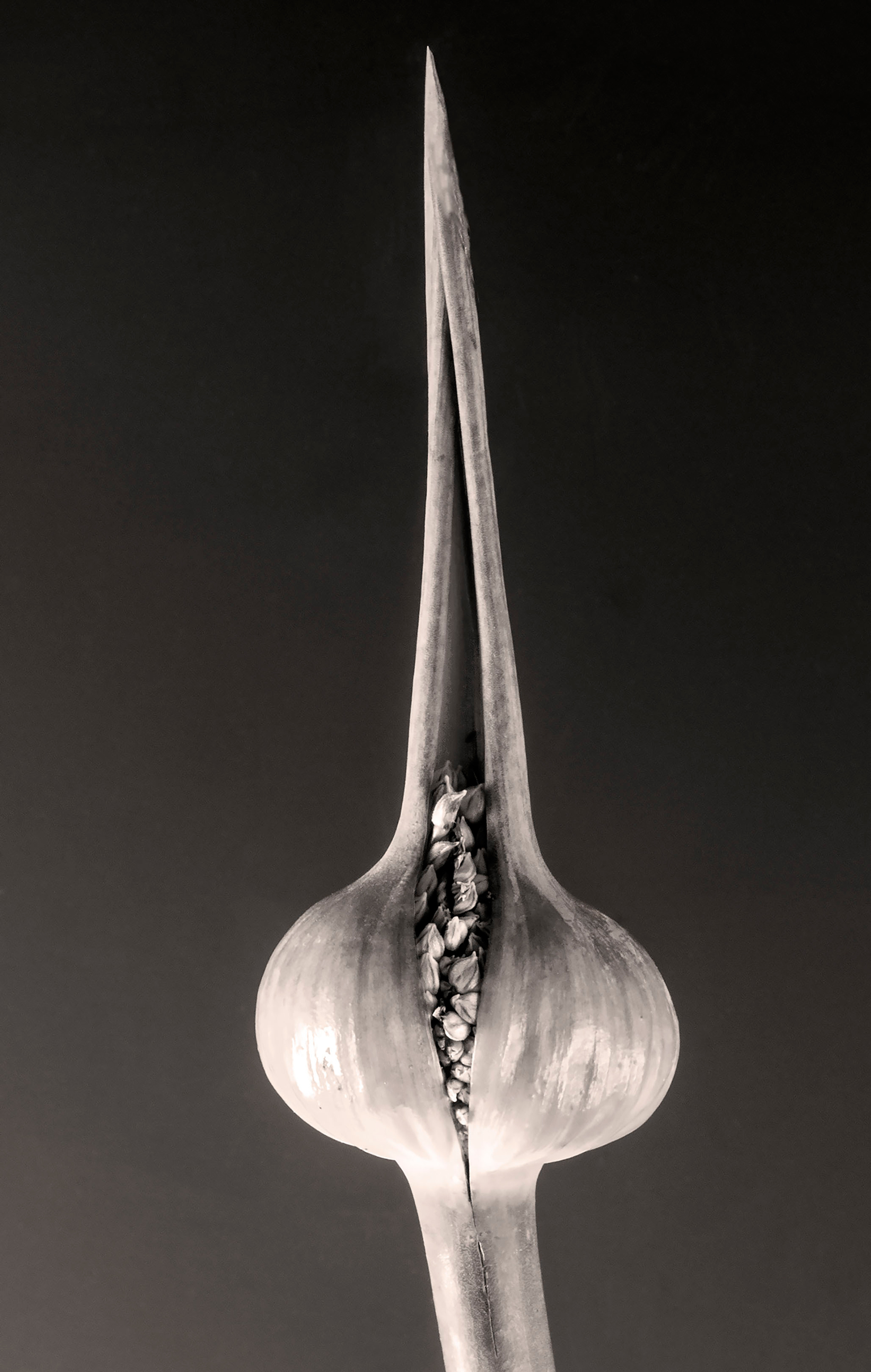 carol-lawrence-slit-scape-alt.jpg
