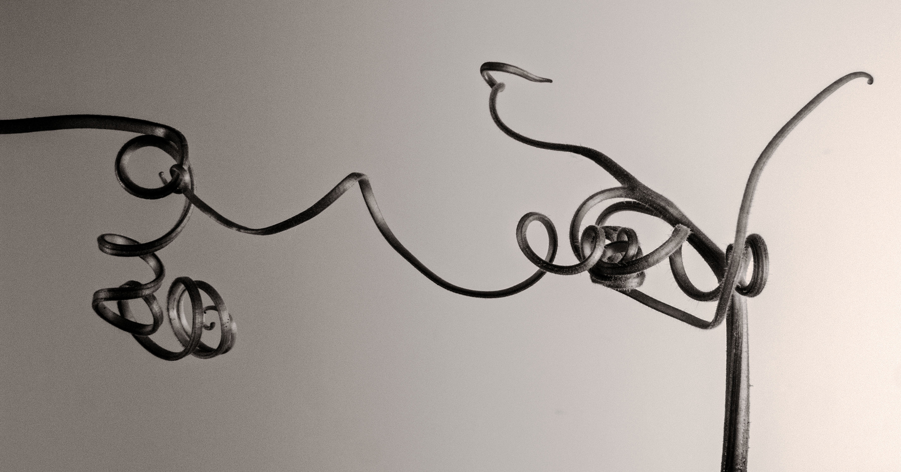 Carol-Lawrence-Tendril-string.jpg