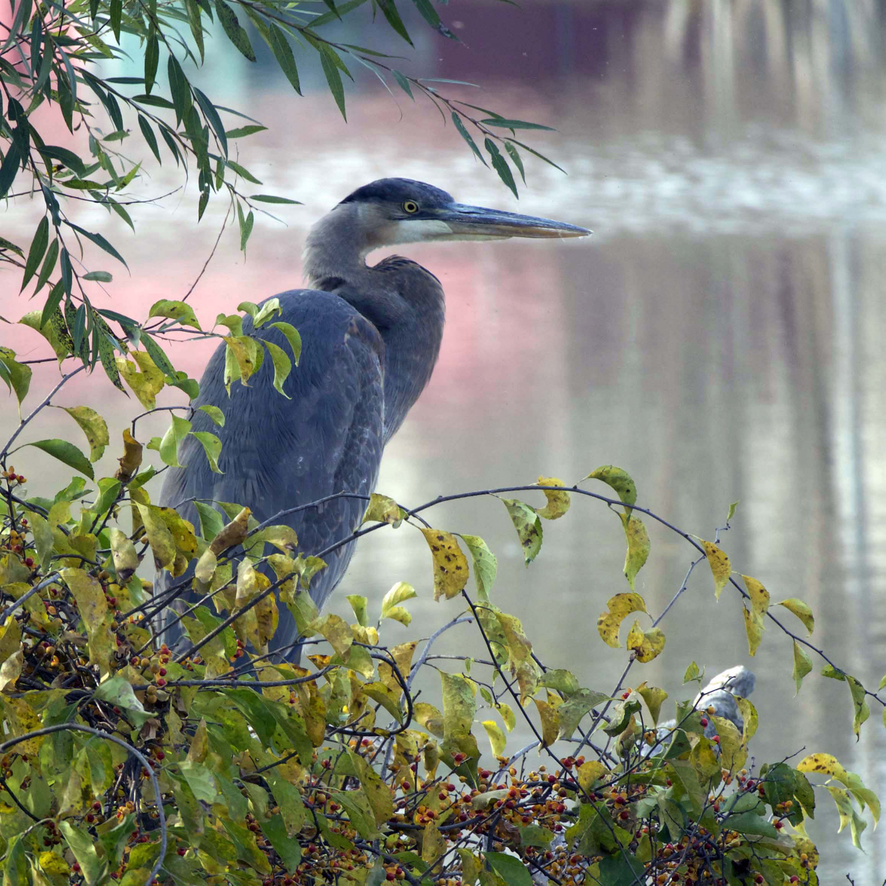 Carol-Lawrence-Election-Heron-cropped.jpg