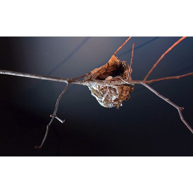 Hummingbird nest 2