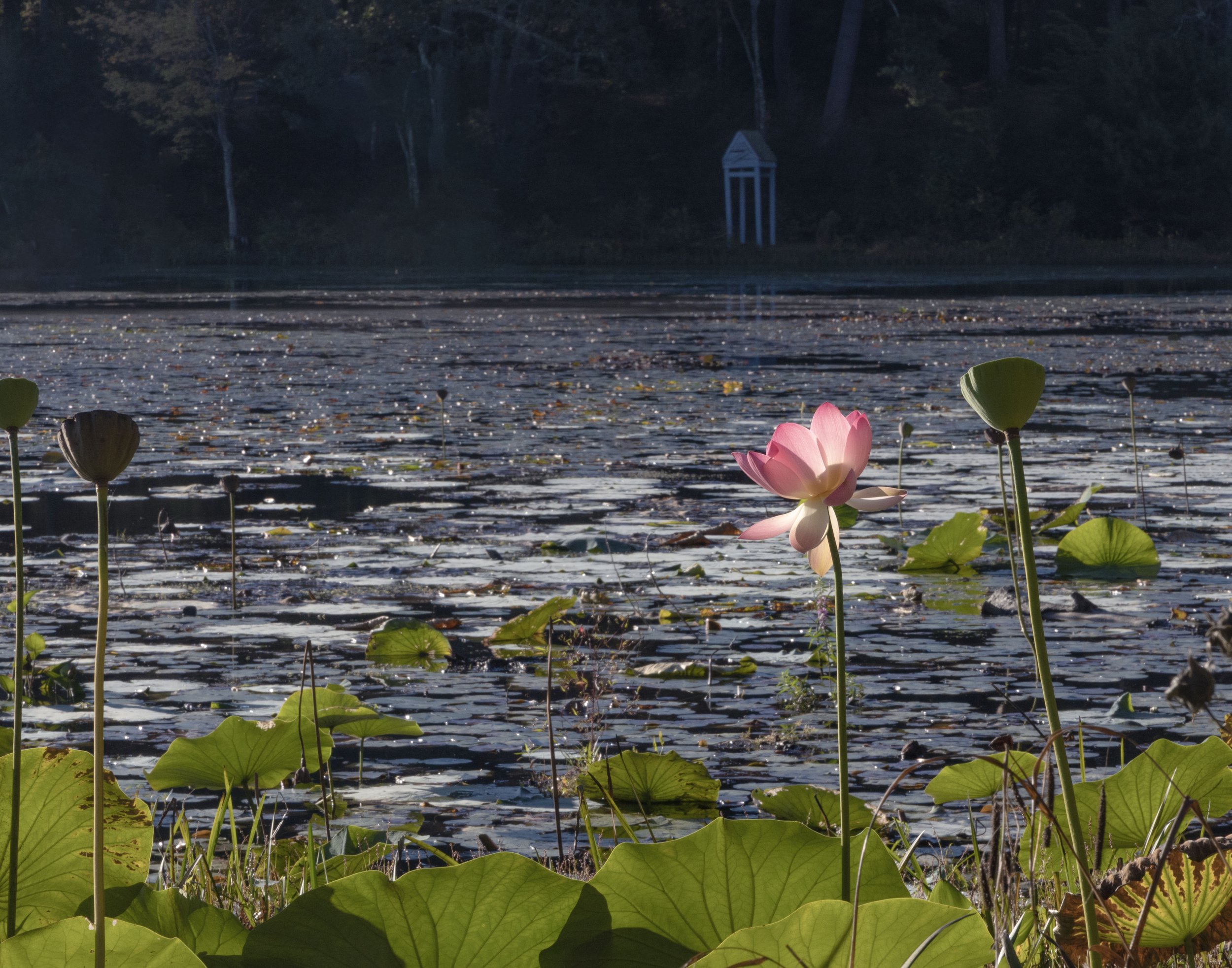 The Last Lotus copy.jpg