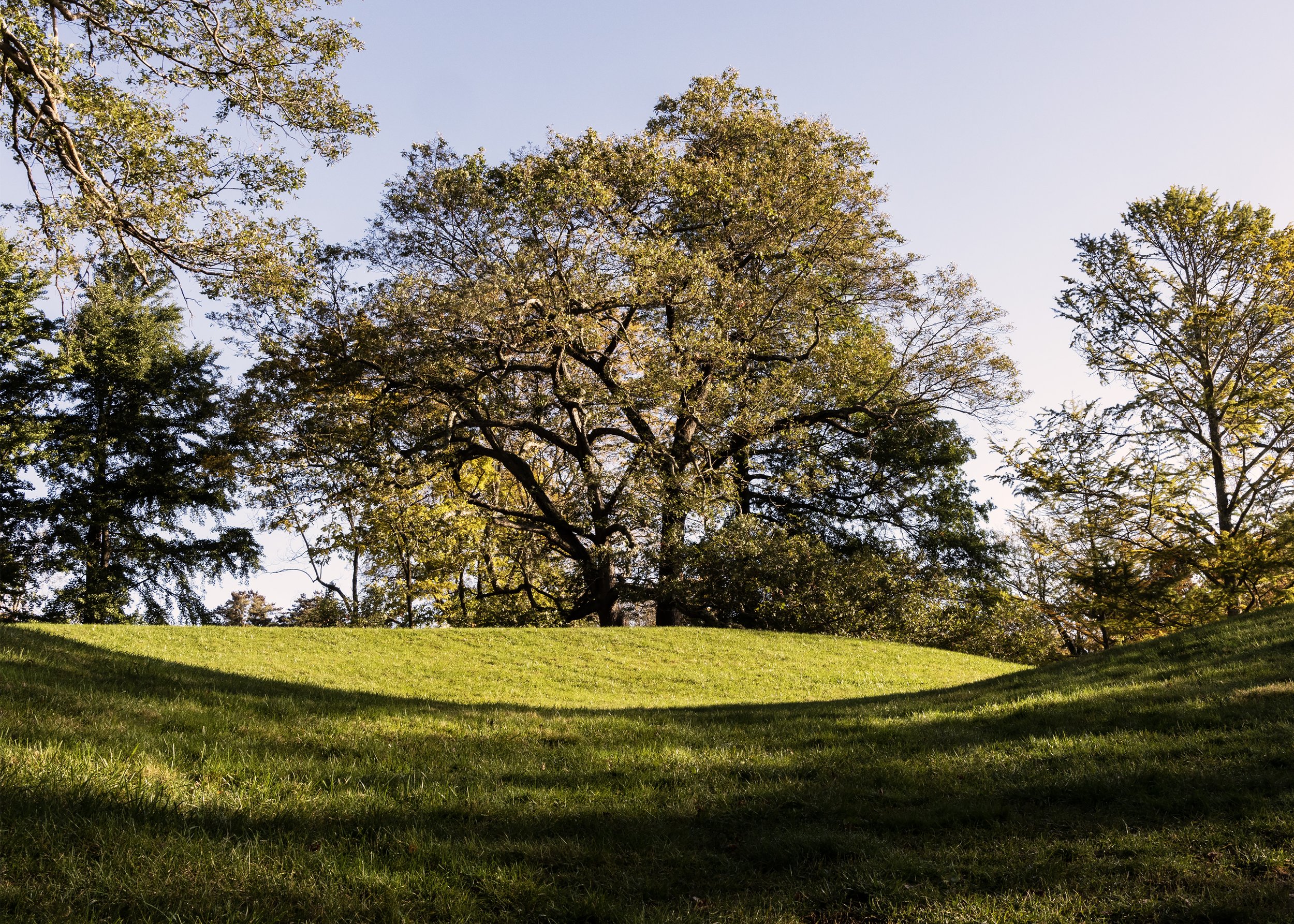 Tree with Curve larger copy.jpg