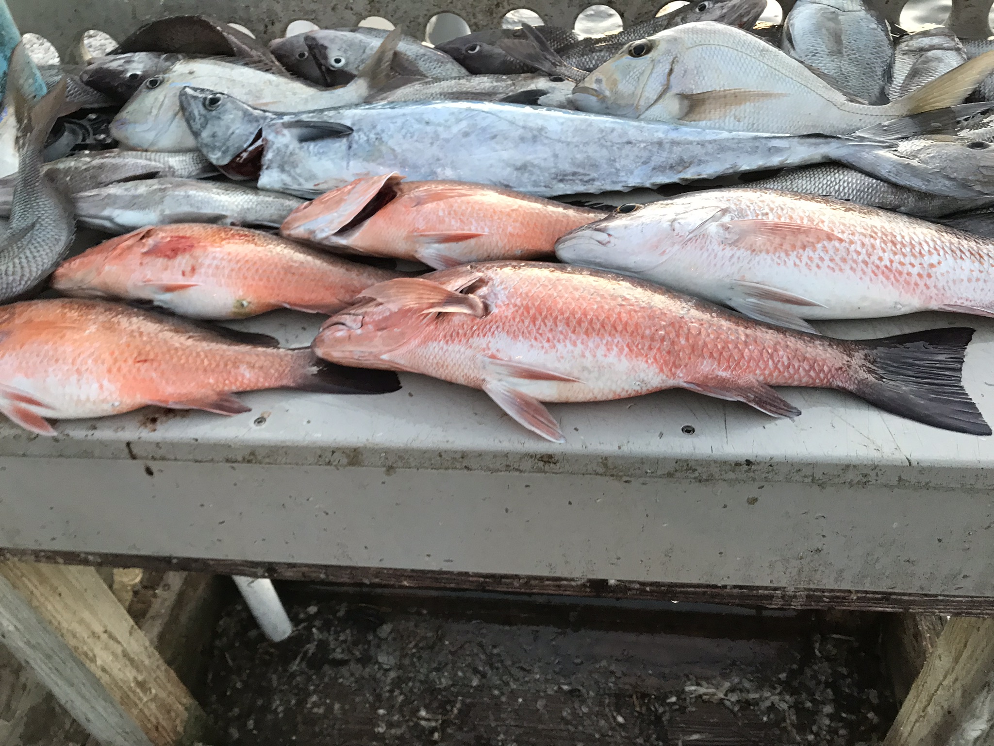 Anna Maria Offshore Fishing Charters_15