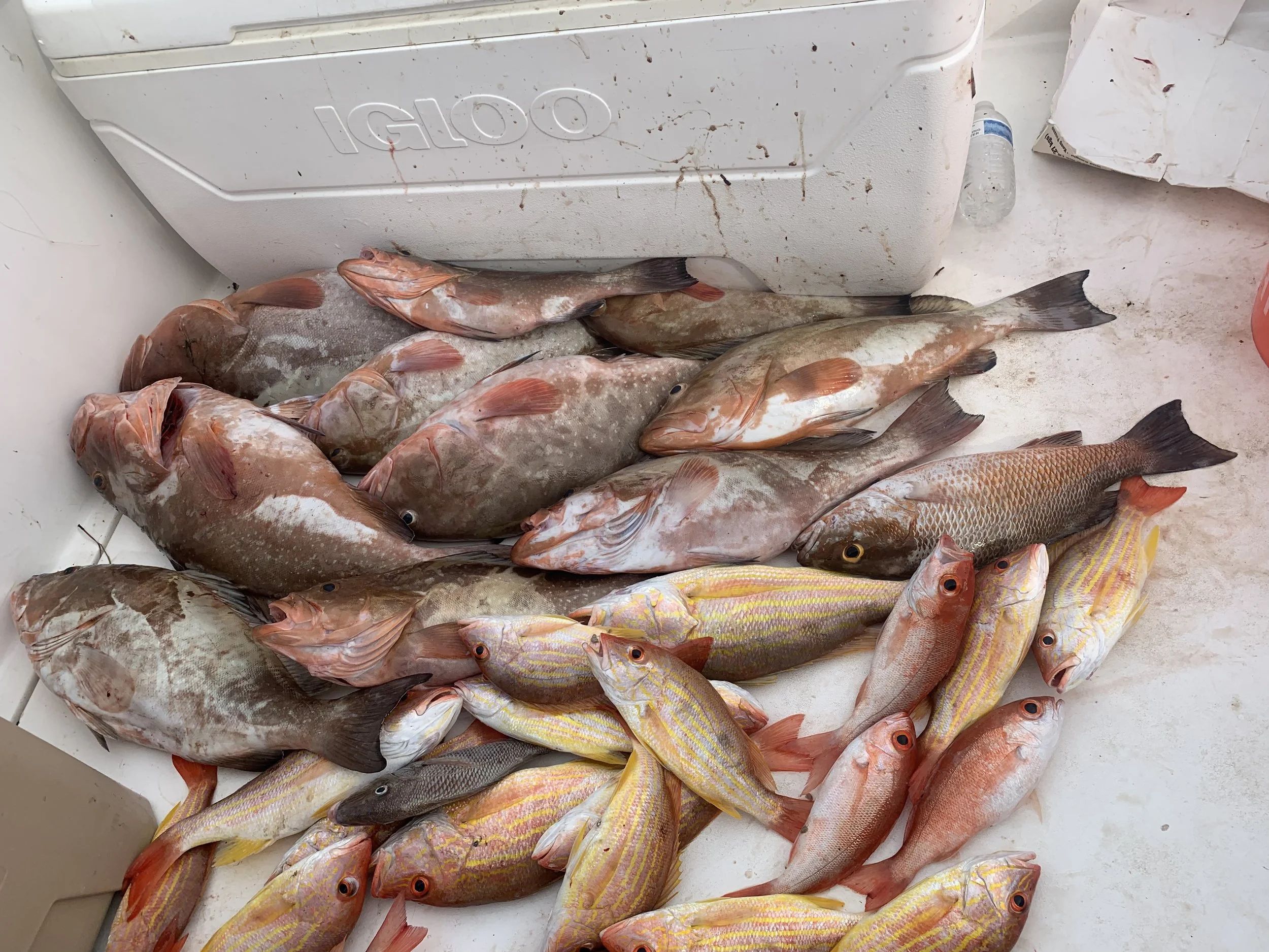 Anna Maria Offshore Fishing Charters_3