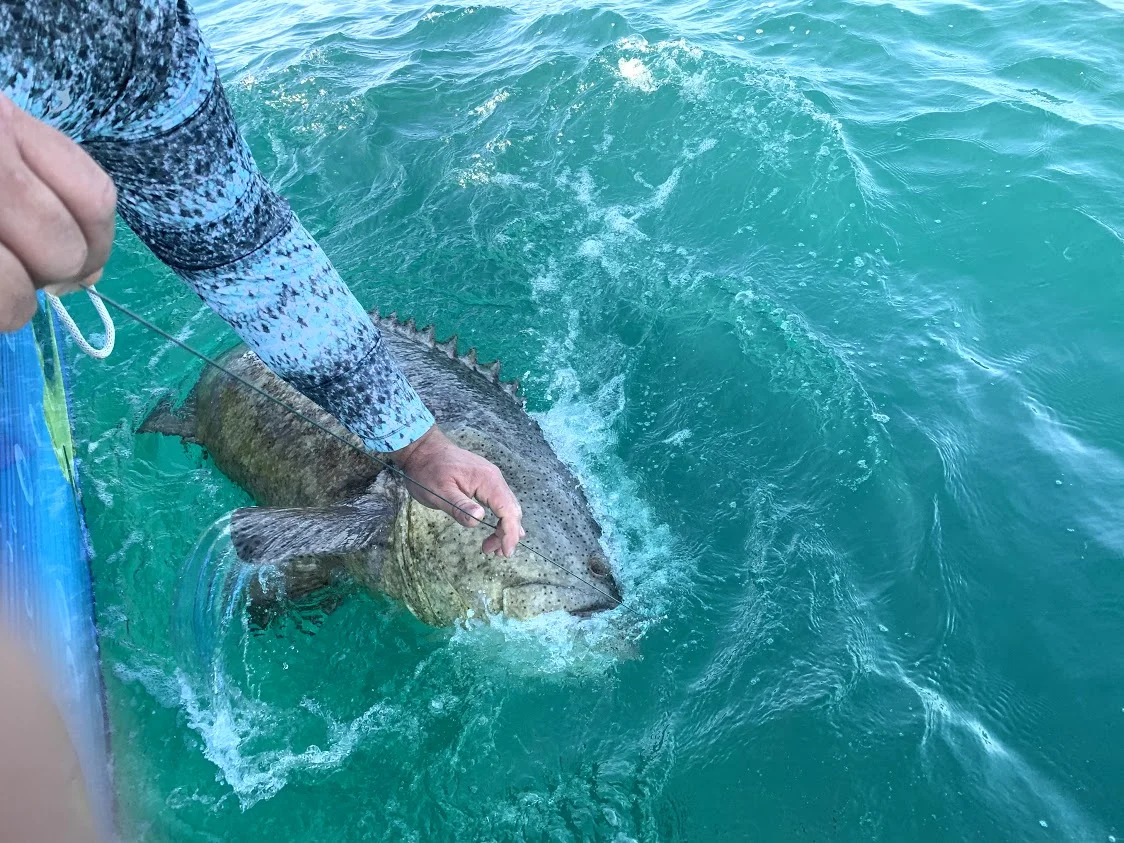 Goliath Grouper! Anna Maria Island Offshore Fishing