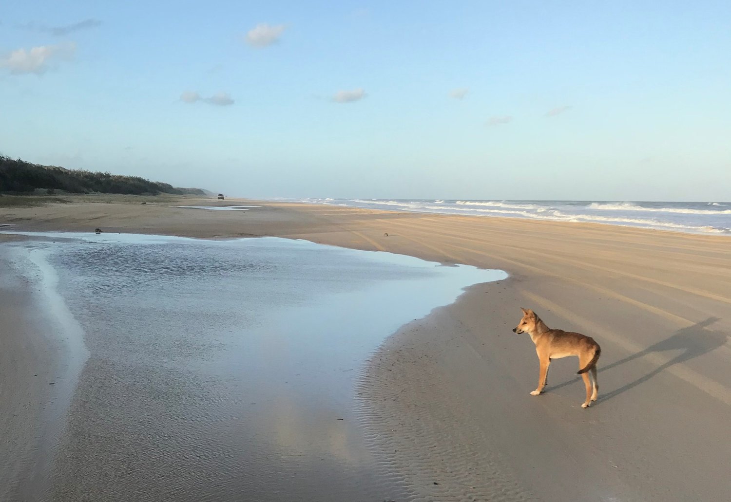 Fraser Island is home to Australia most pure breed of dingo.