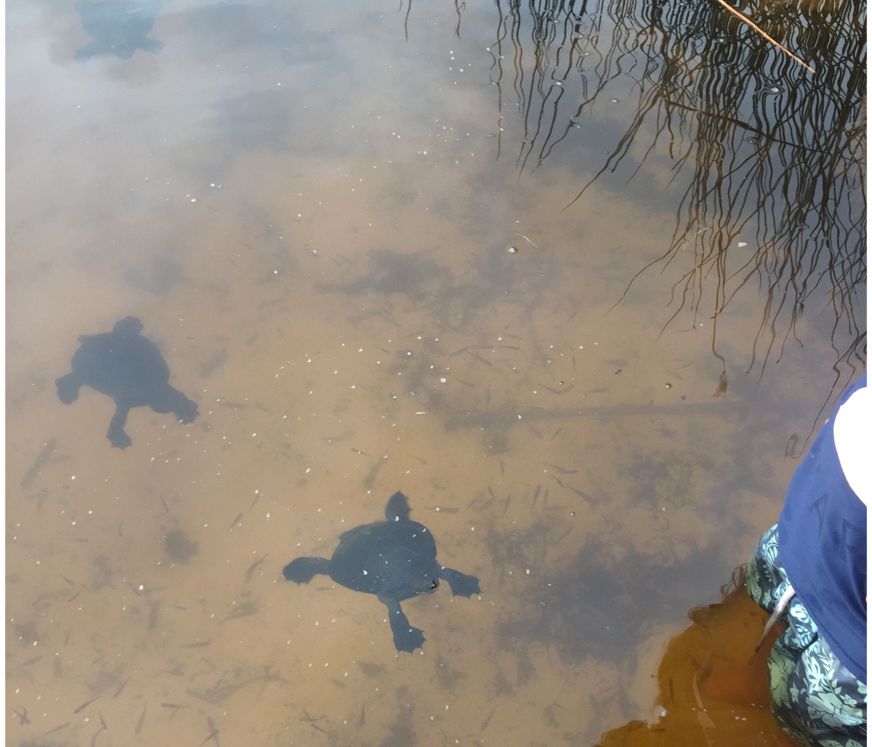 Turtles at Lake Allom.