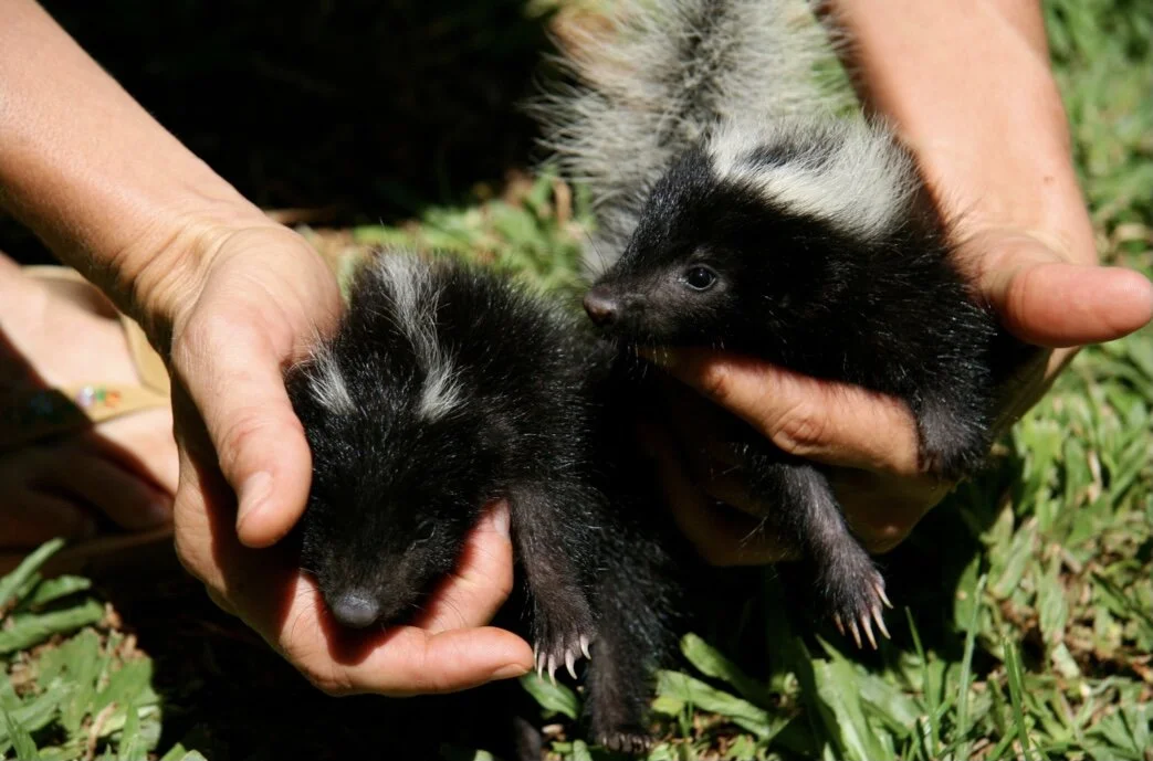 Hug A Skunk