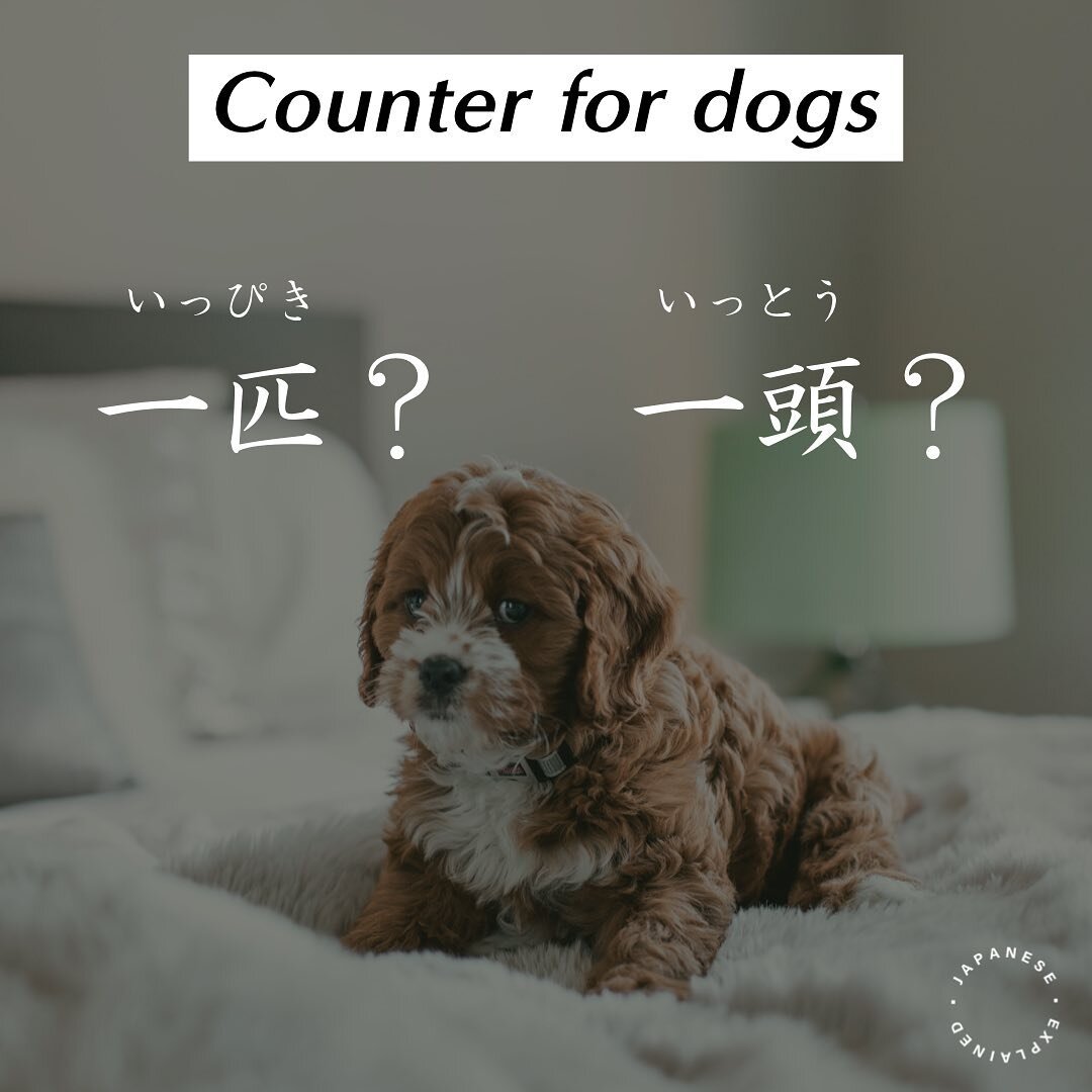 Counting smaller dogs (size that can be picked up &amp; carried by a person) : 匹 (ひき)
一匹 (いっぴき)、二匹 (にひき)、三匹(さんびき)...

Counting large dogs &amp; trained dogs with jobs (police dogs, rescue dogs, service dogs etc) : 頭 (とう)
一頭 (いっとう)、二頭 (にとう)、三頭 (さんとう
