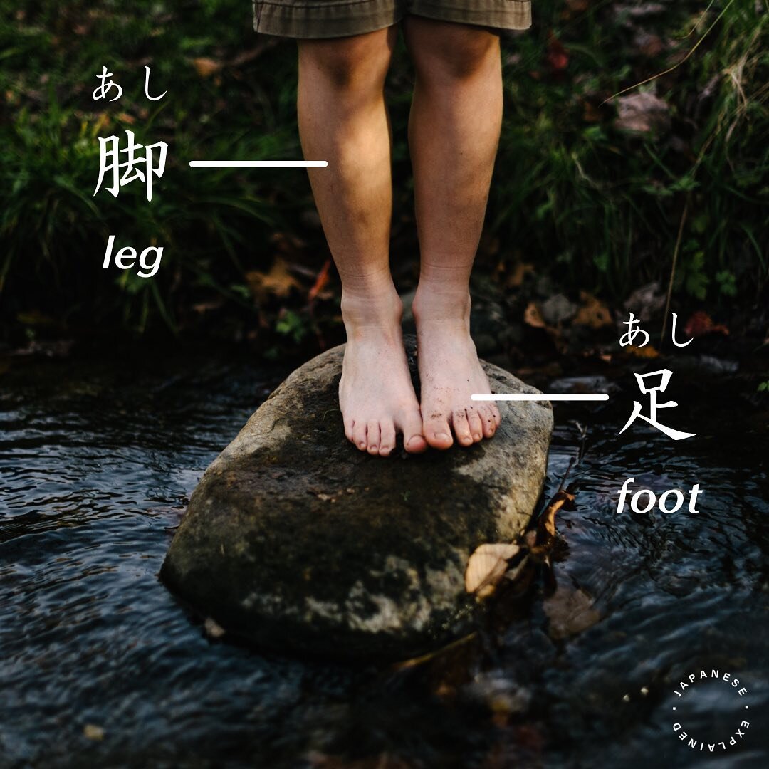足(あし): foot
脚(あし): leg

#japanese 
#jlpt #jlptn5 #n5
#jlptn4 #n4
#jlptn3 #n3
#jlptn2 #n2
#japanesegrammar 
#japanesevocabulary 
#japaneselanguage 
#nihongo #japonais
#tiếngnhật #일본어 
#giapponese #जापानी